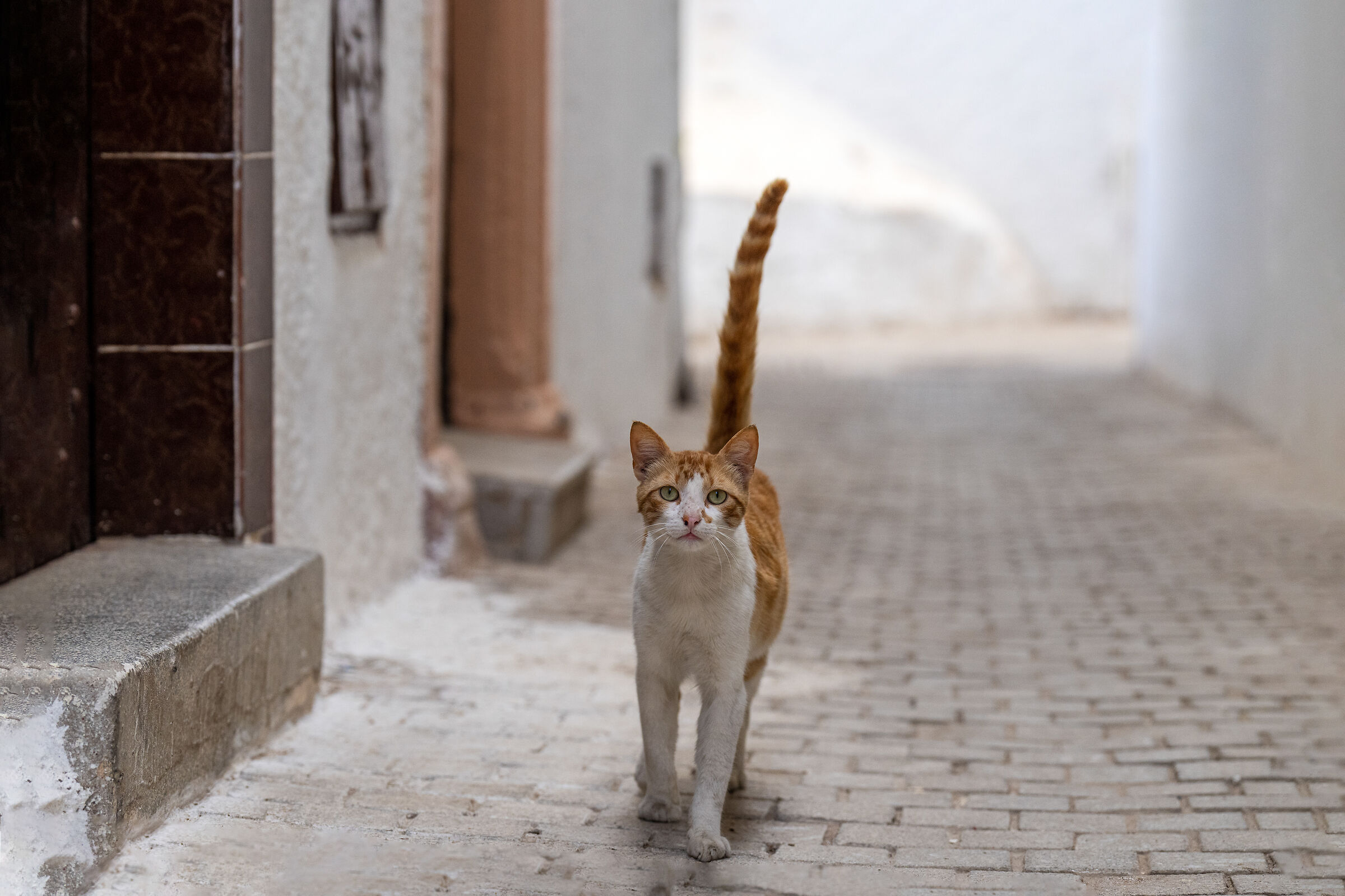 Cats of the Medina of Rabat (Morocco)...