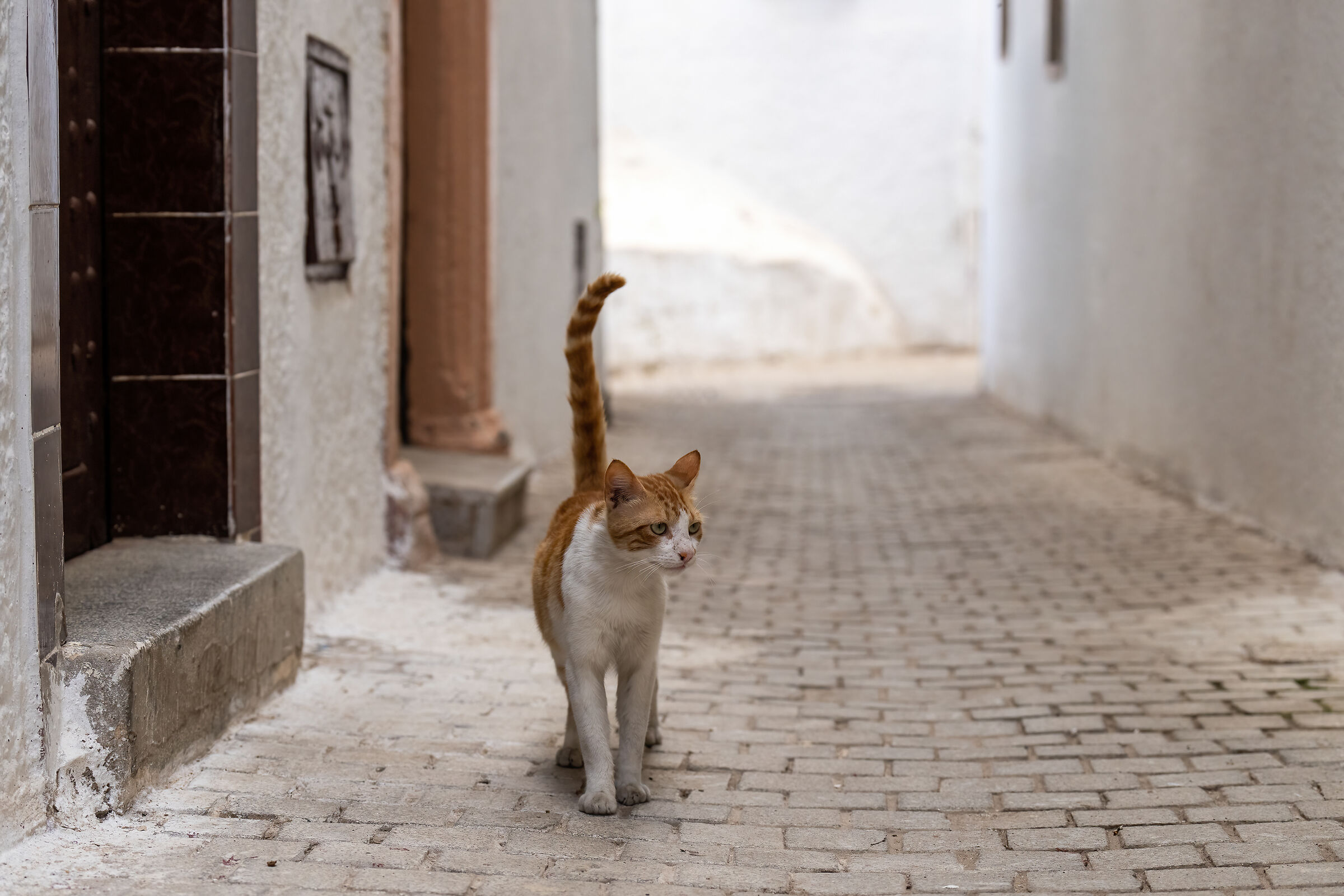 Cats of the Medina of Rabat (Morocco)...