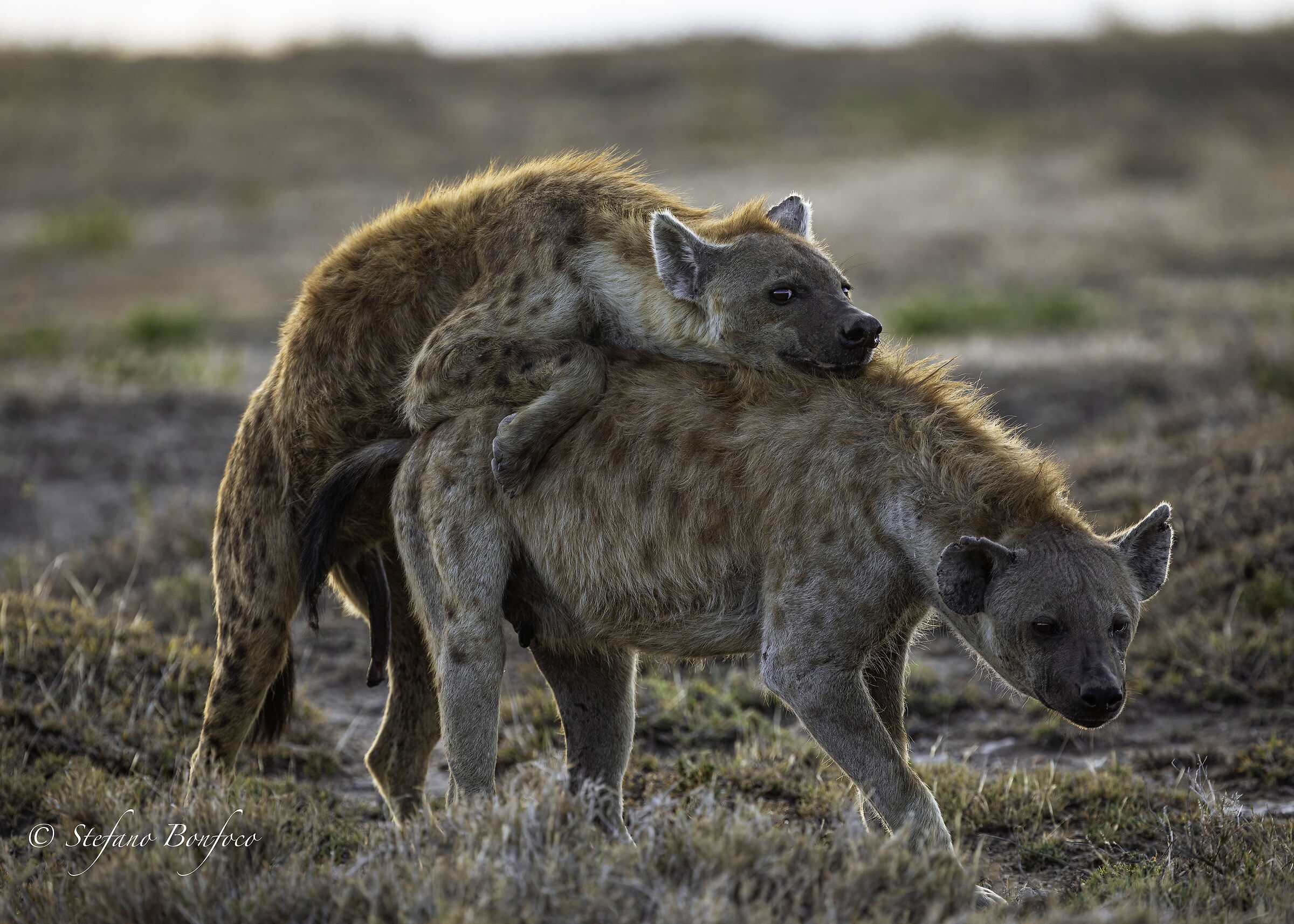 Spotted hyena (Cocuta crocuta)...