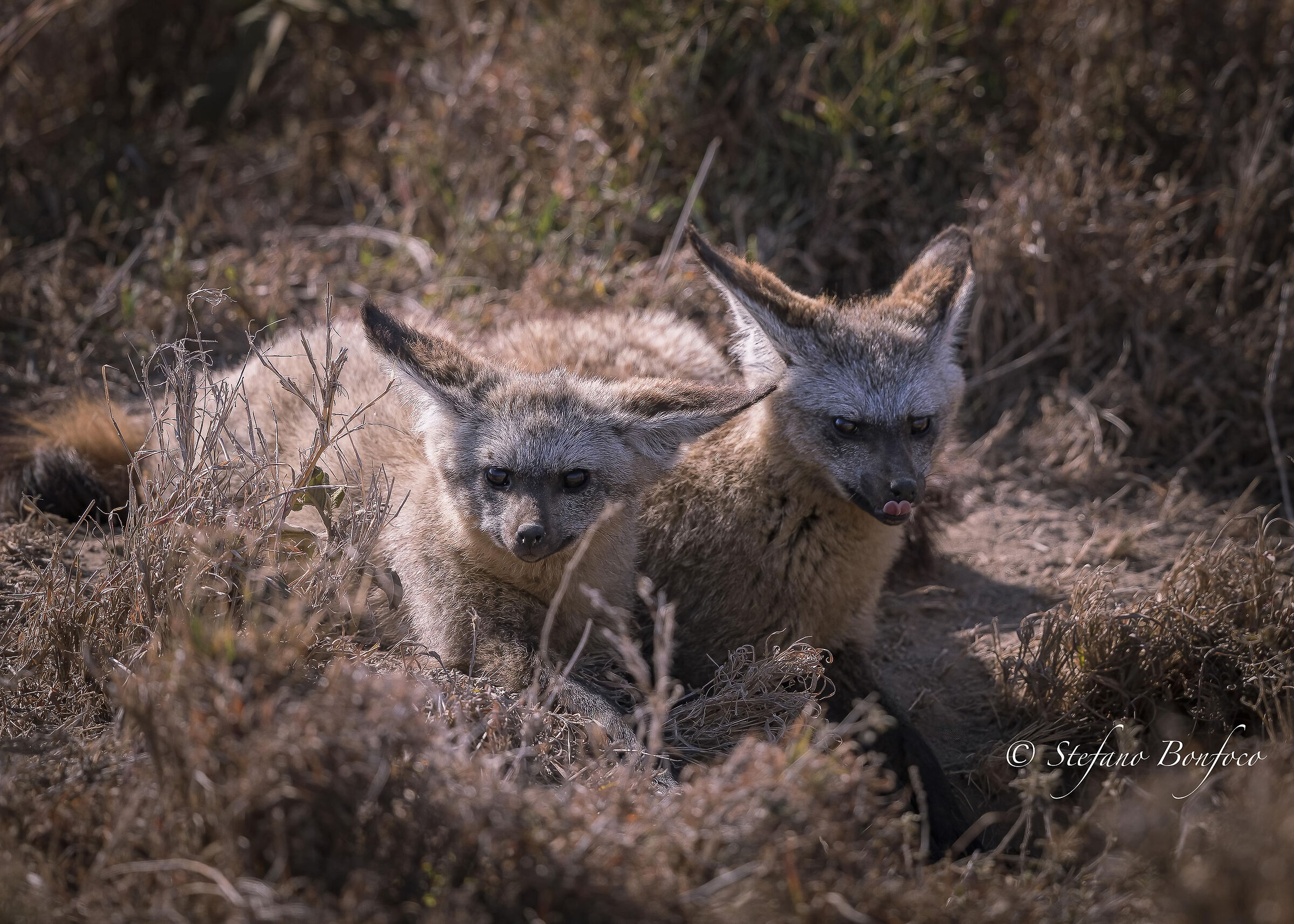 Bat-eared fox (Otocyon megalotis)...