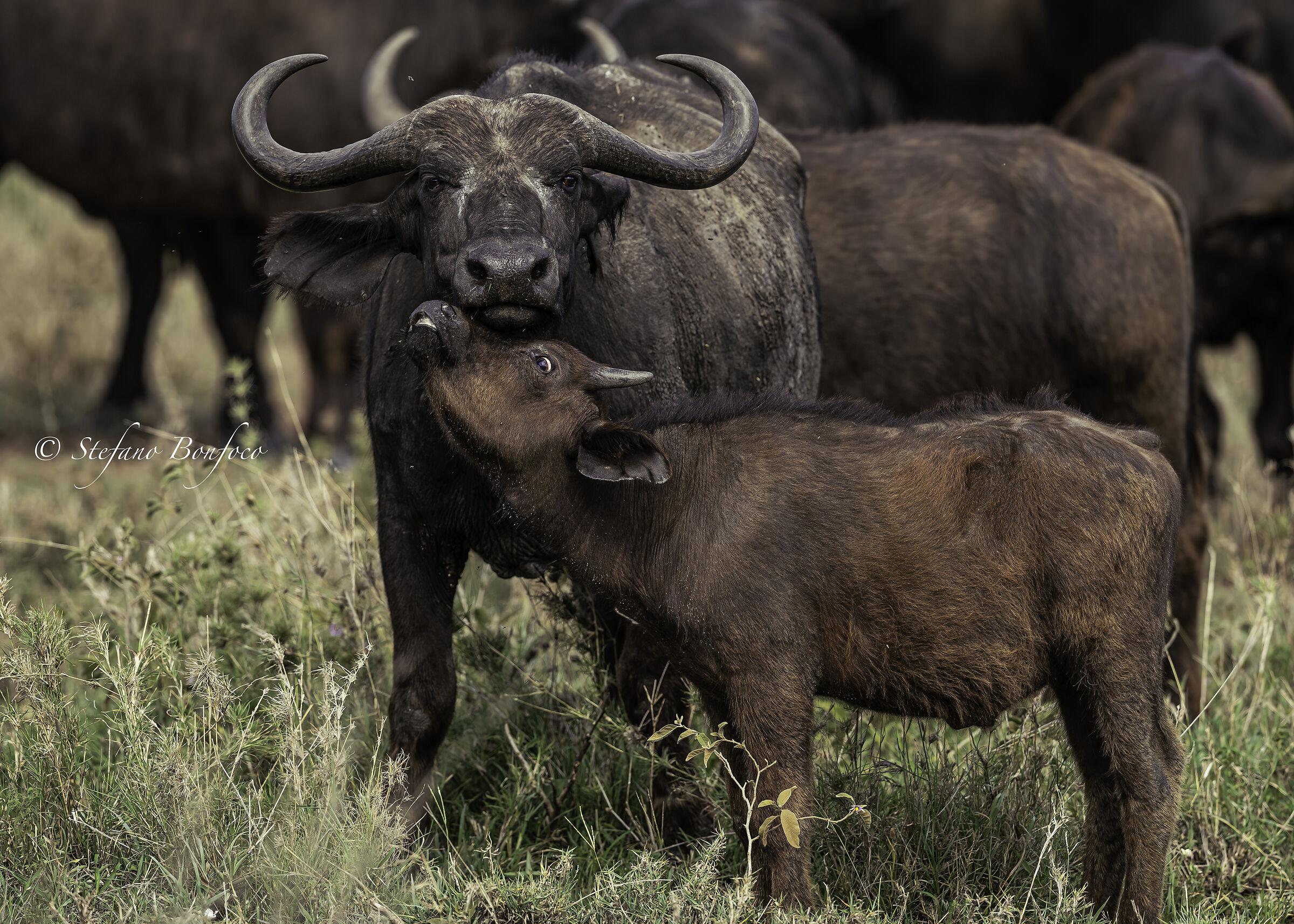 African buffalo (Syncerus caffer)...
