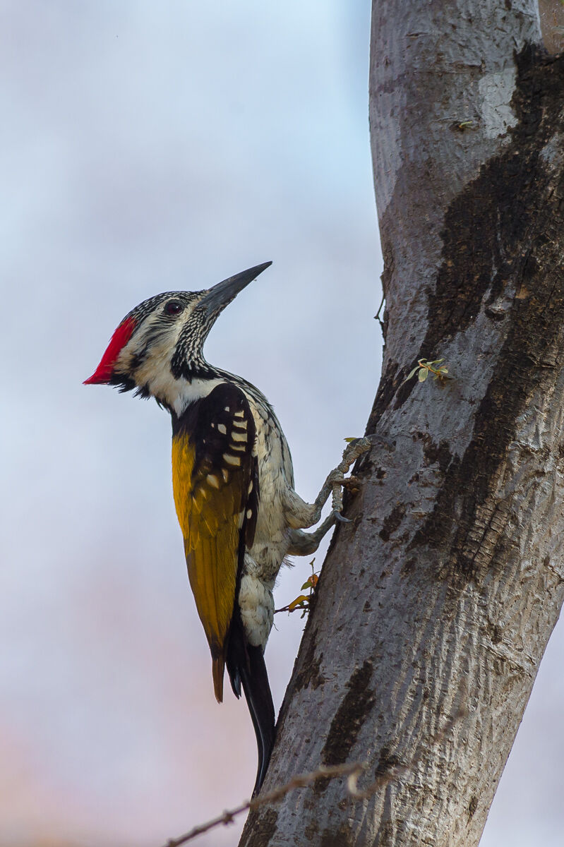 Goldenback woodpecker...