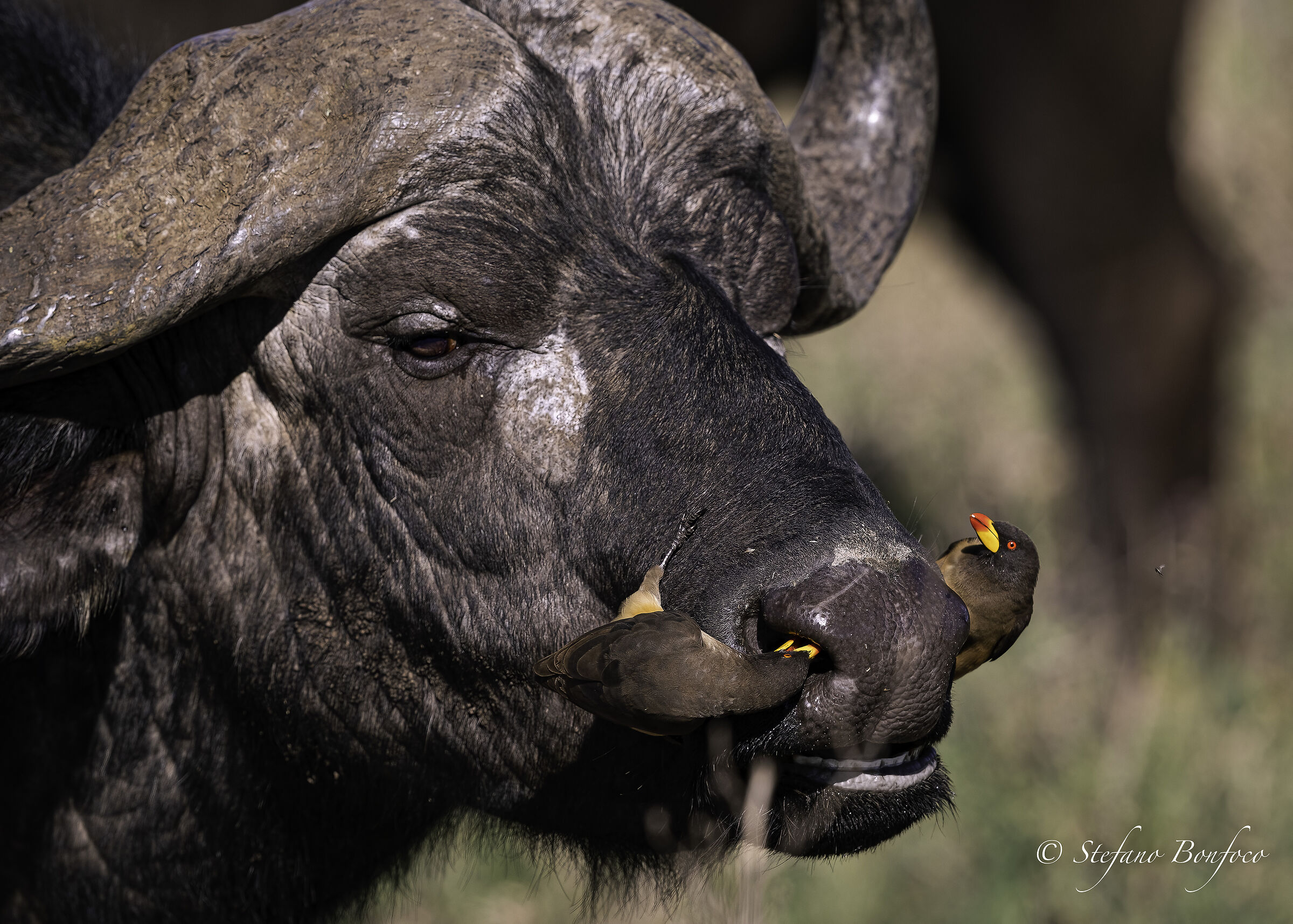 Black buffalo (Syncerus caffer) and Red-billed buffaloes...