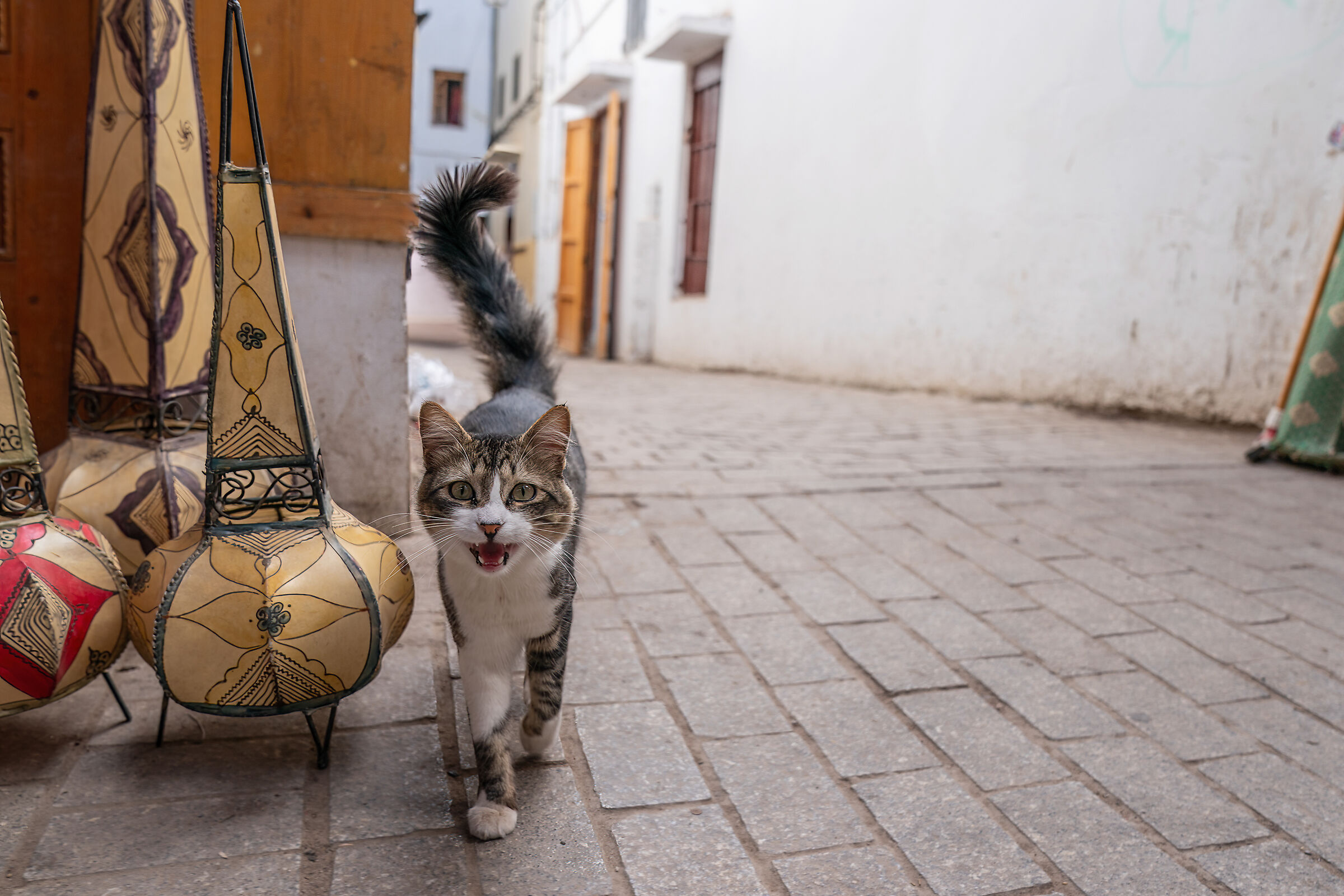 Rabat cats...