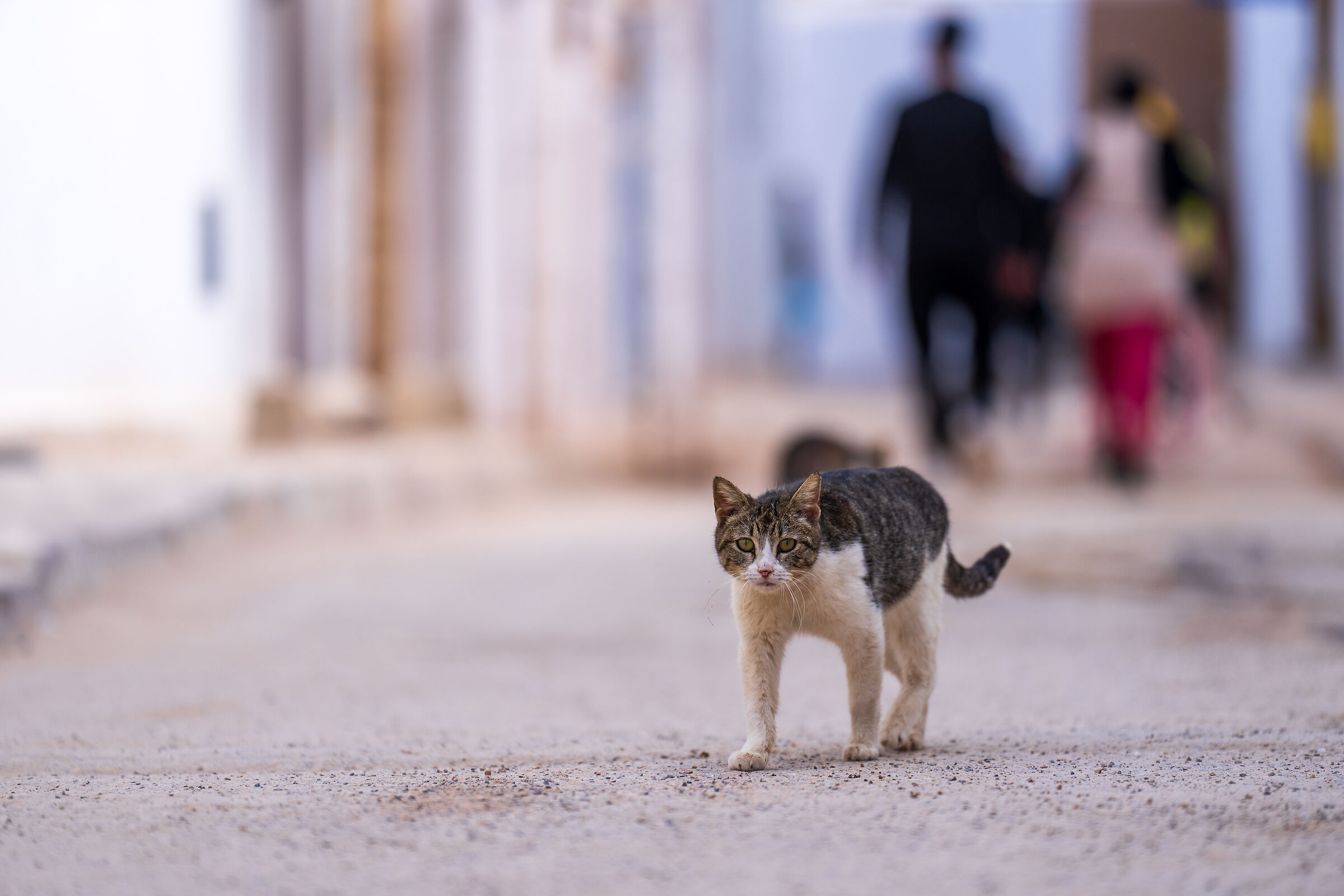 Cats of the Medina of Rabat...