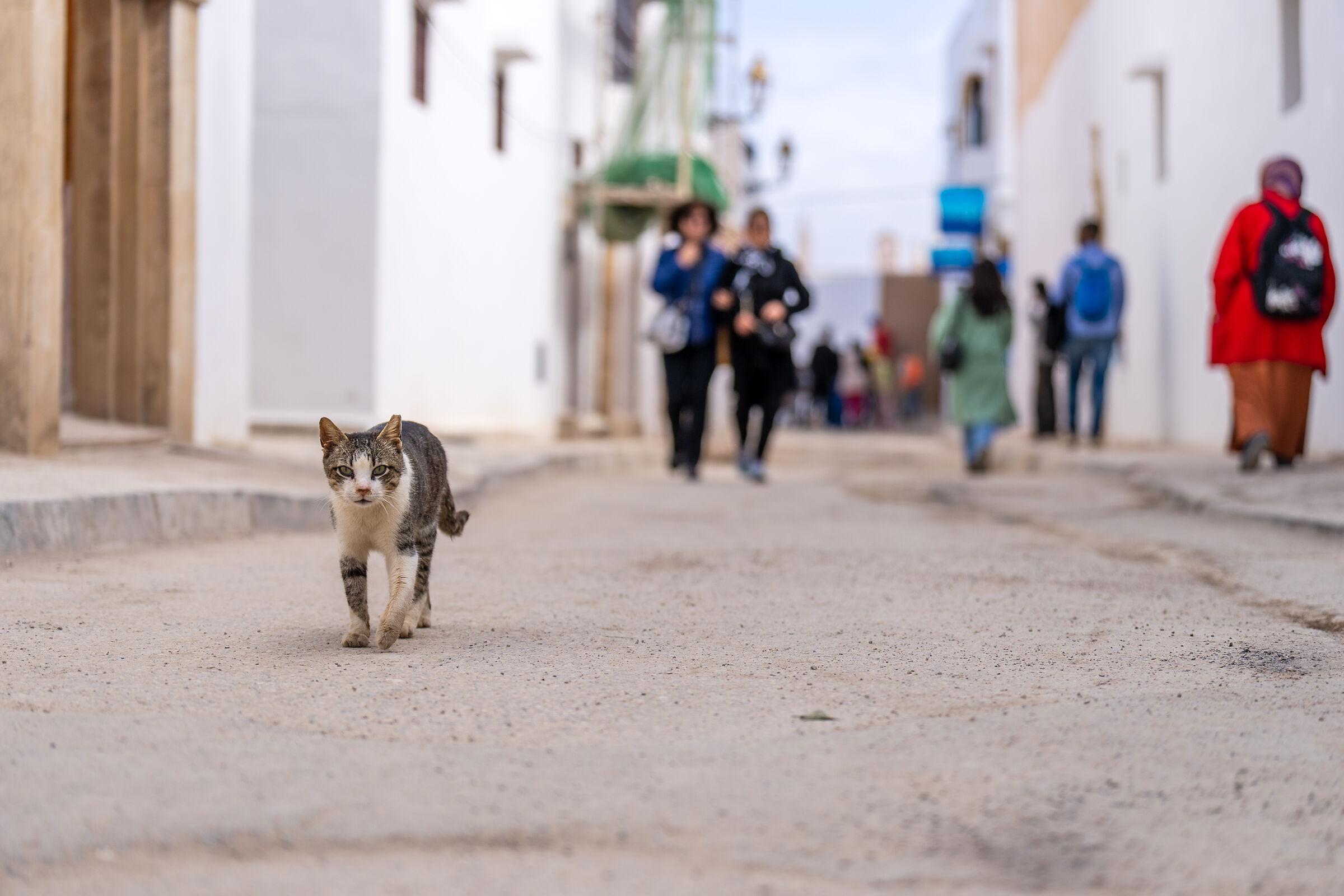 Gatti della Medina di Rabat...