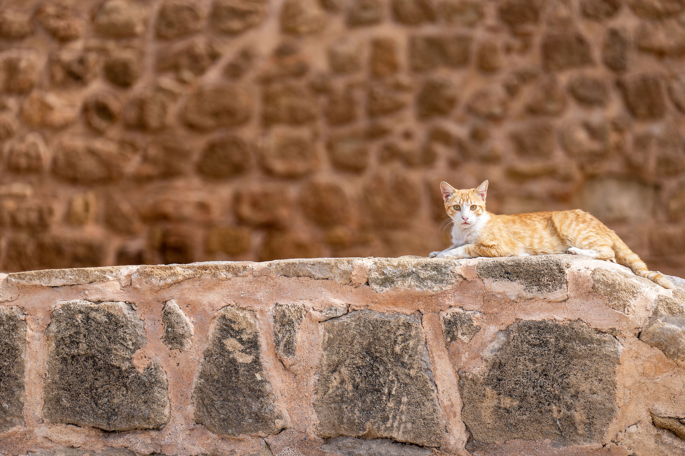 Cats of the Medina of Rabat...