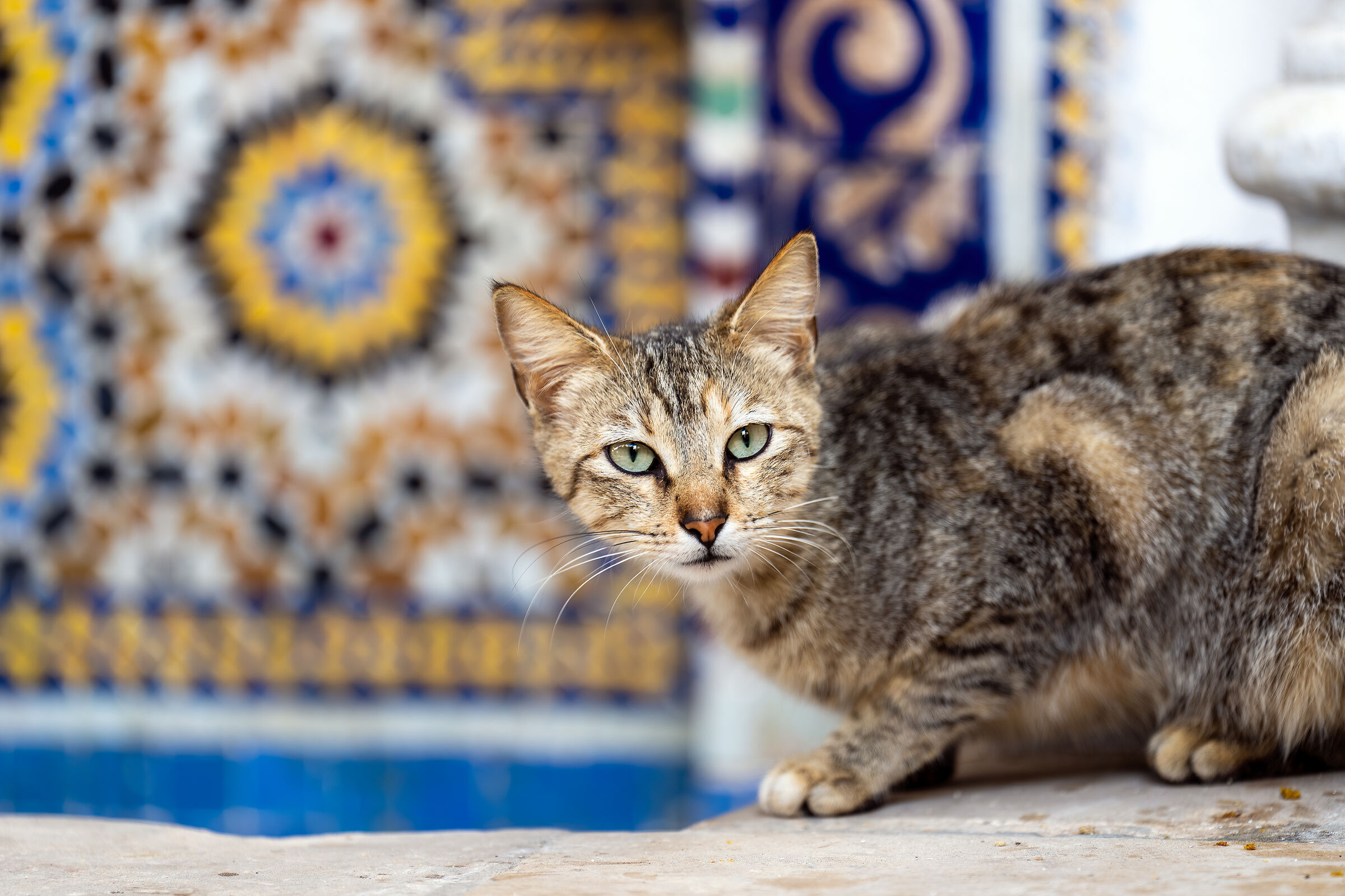 Gatti della Medina di Rabat...