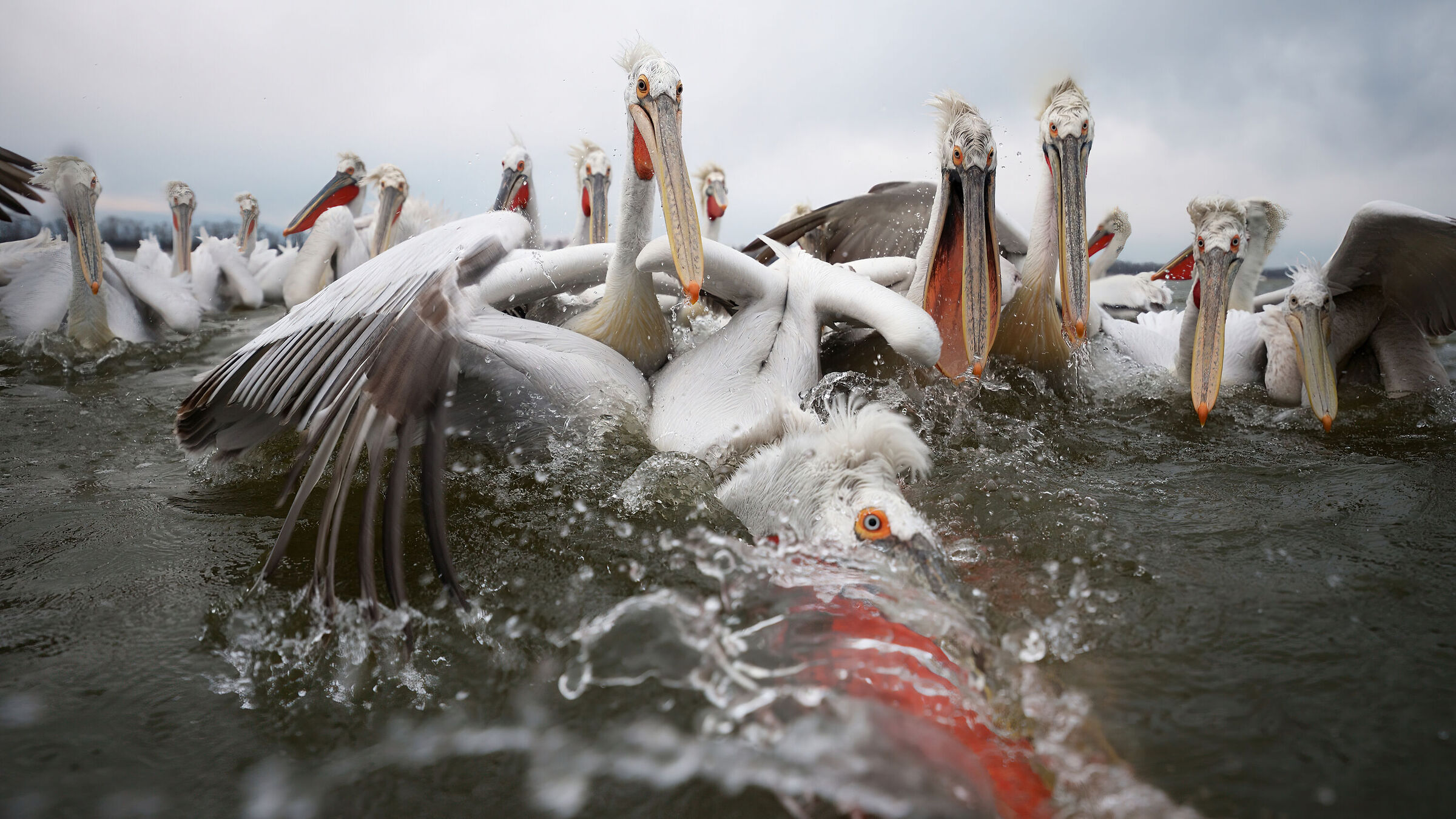 Curly pelicans - Kerkini (Greece)...