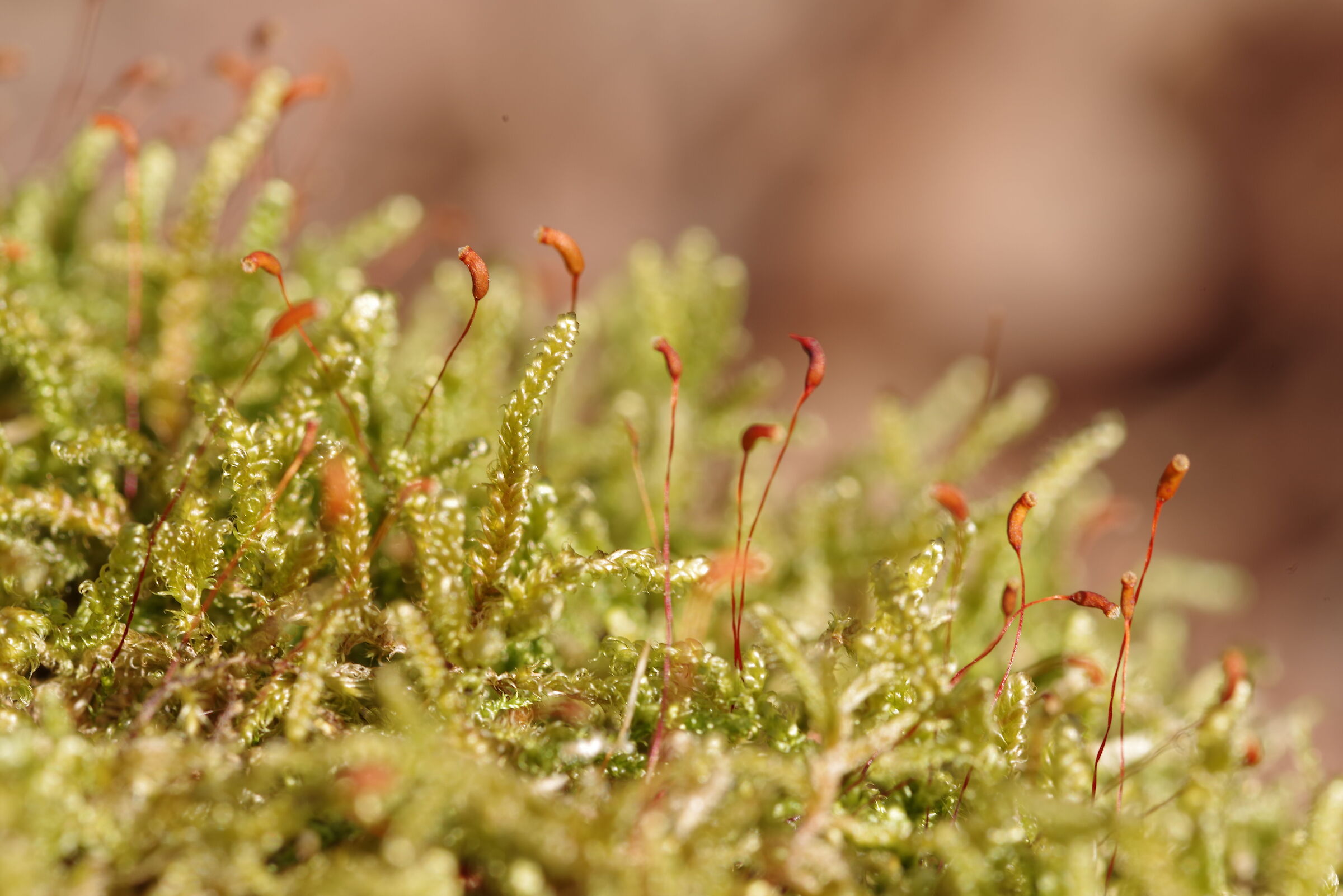 Micro forest...