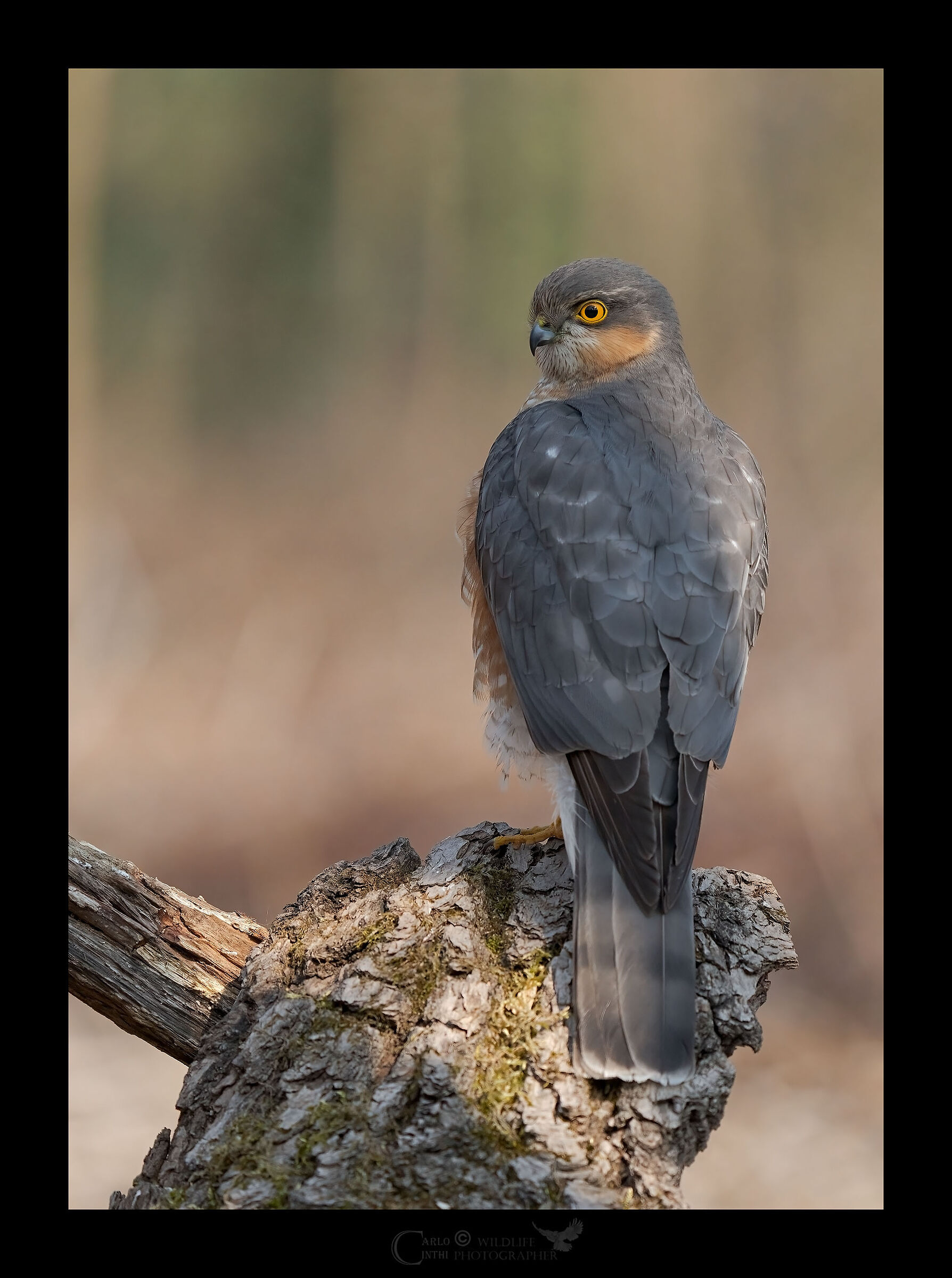 Male sparrowhawk ...