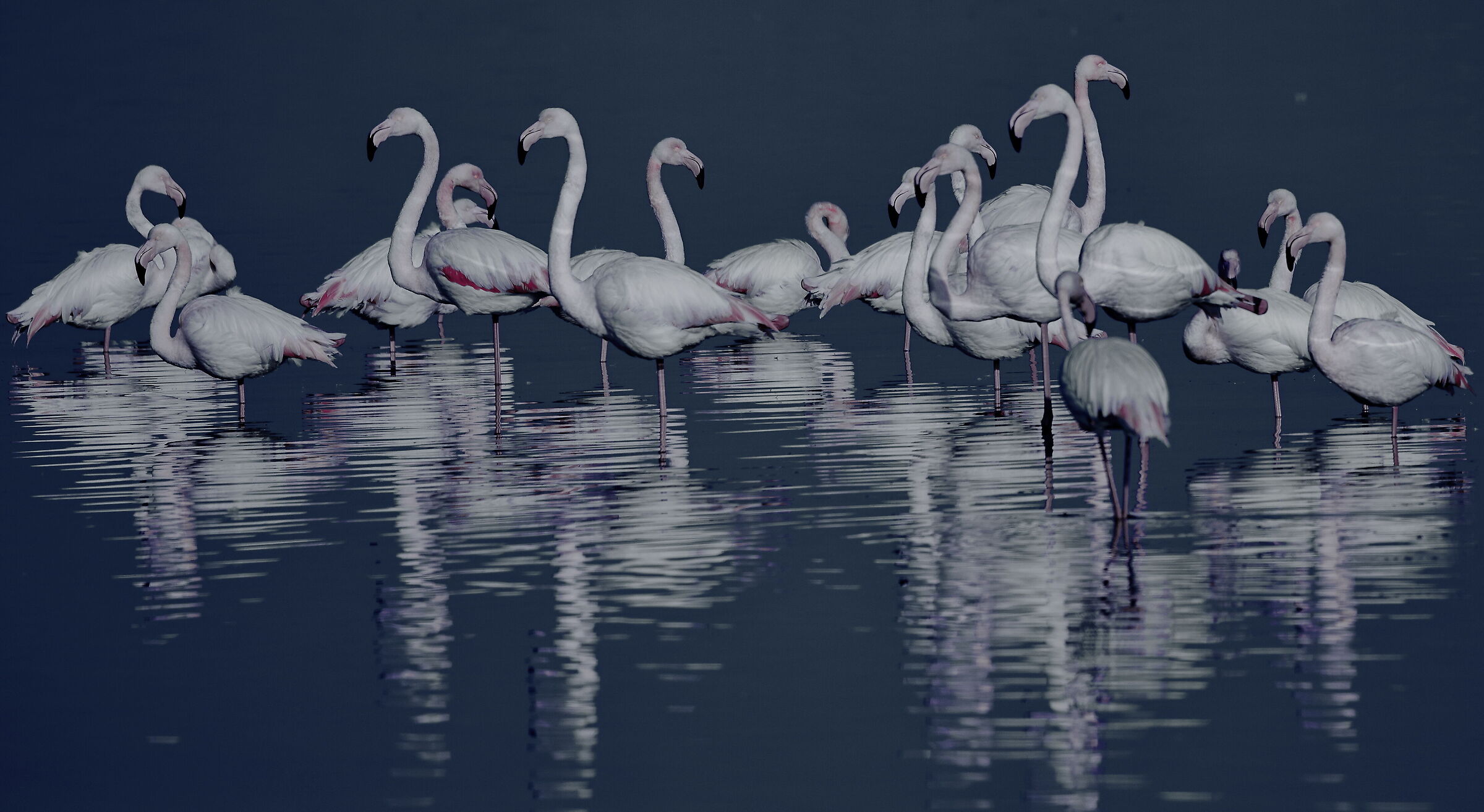 Pink flamingos....