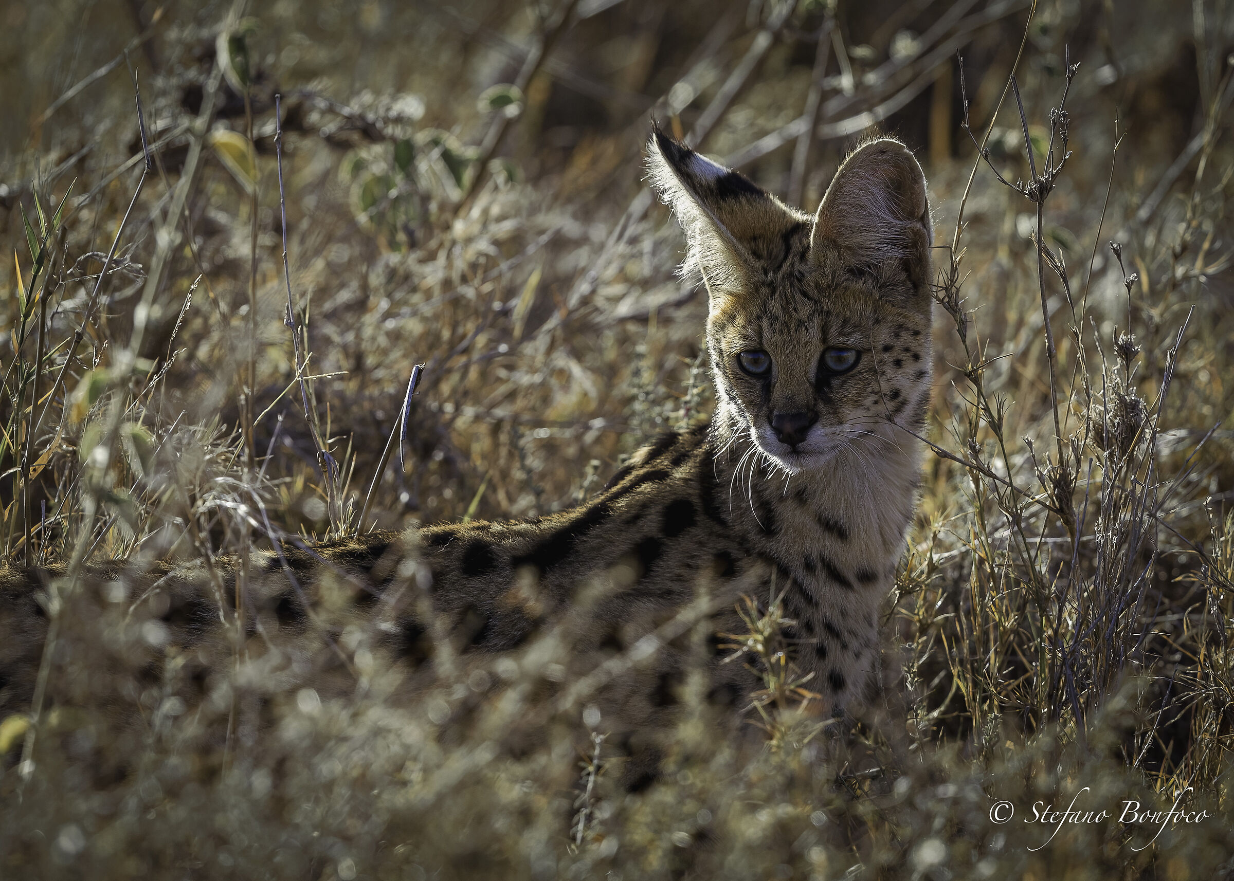 Serval (Leptailurus serval)...