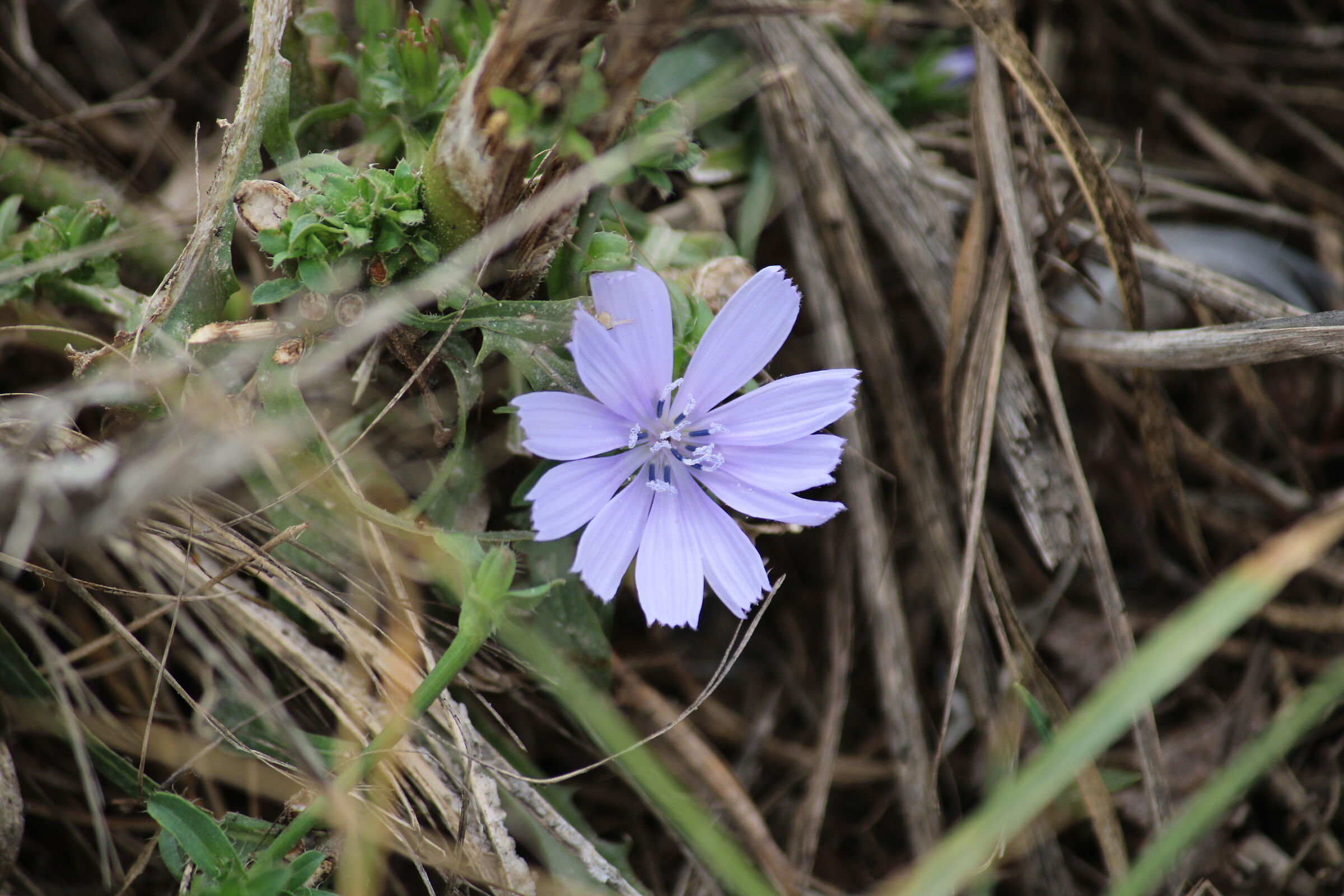 fiore di cicoria selvatica...