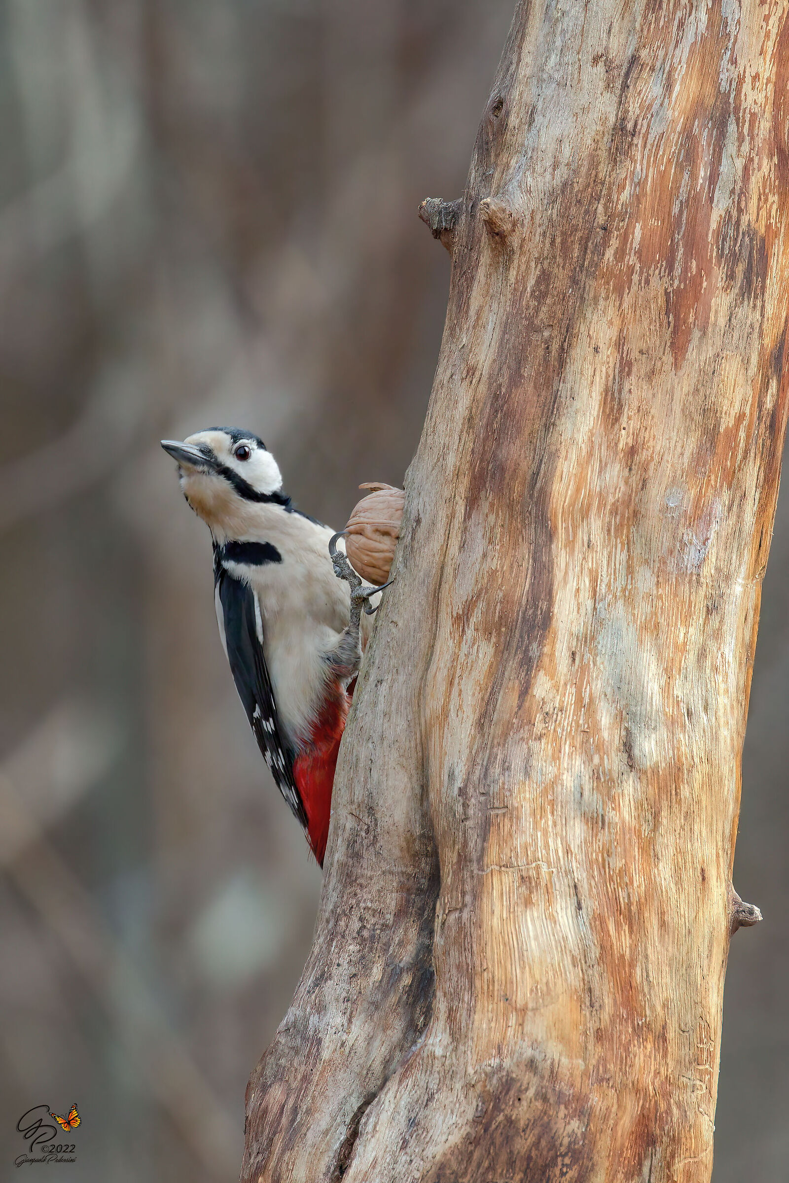 Greater red woodpecker...