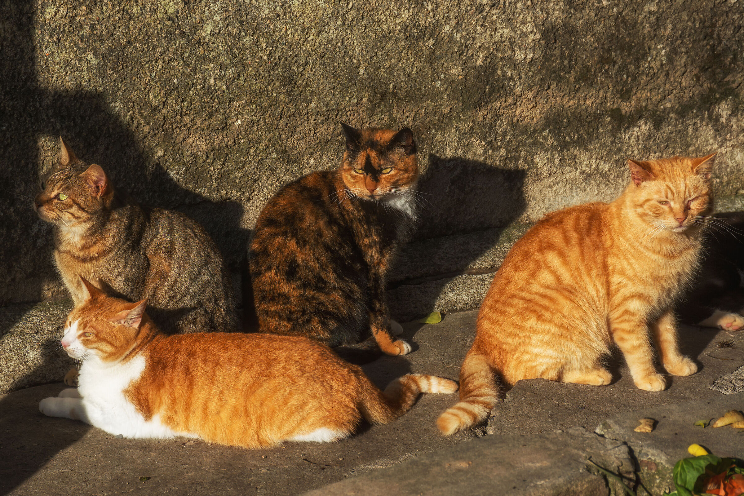 The gang of cats...