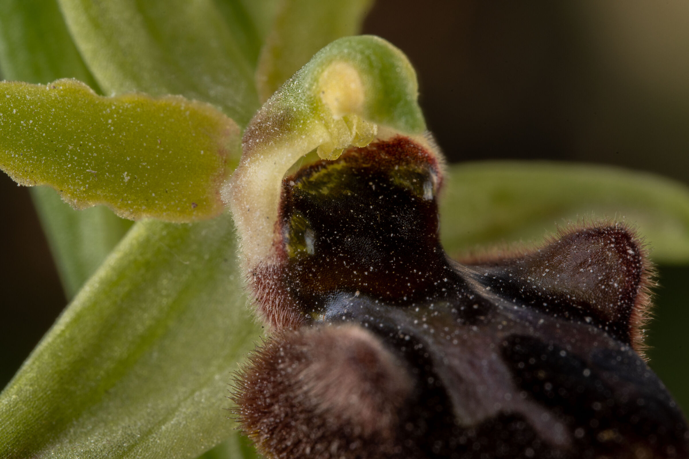 Ophrys sphegodes detail...