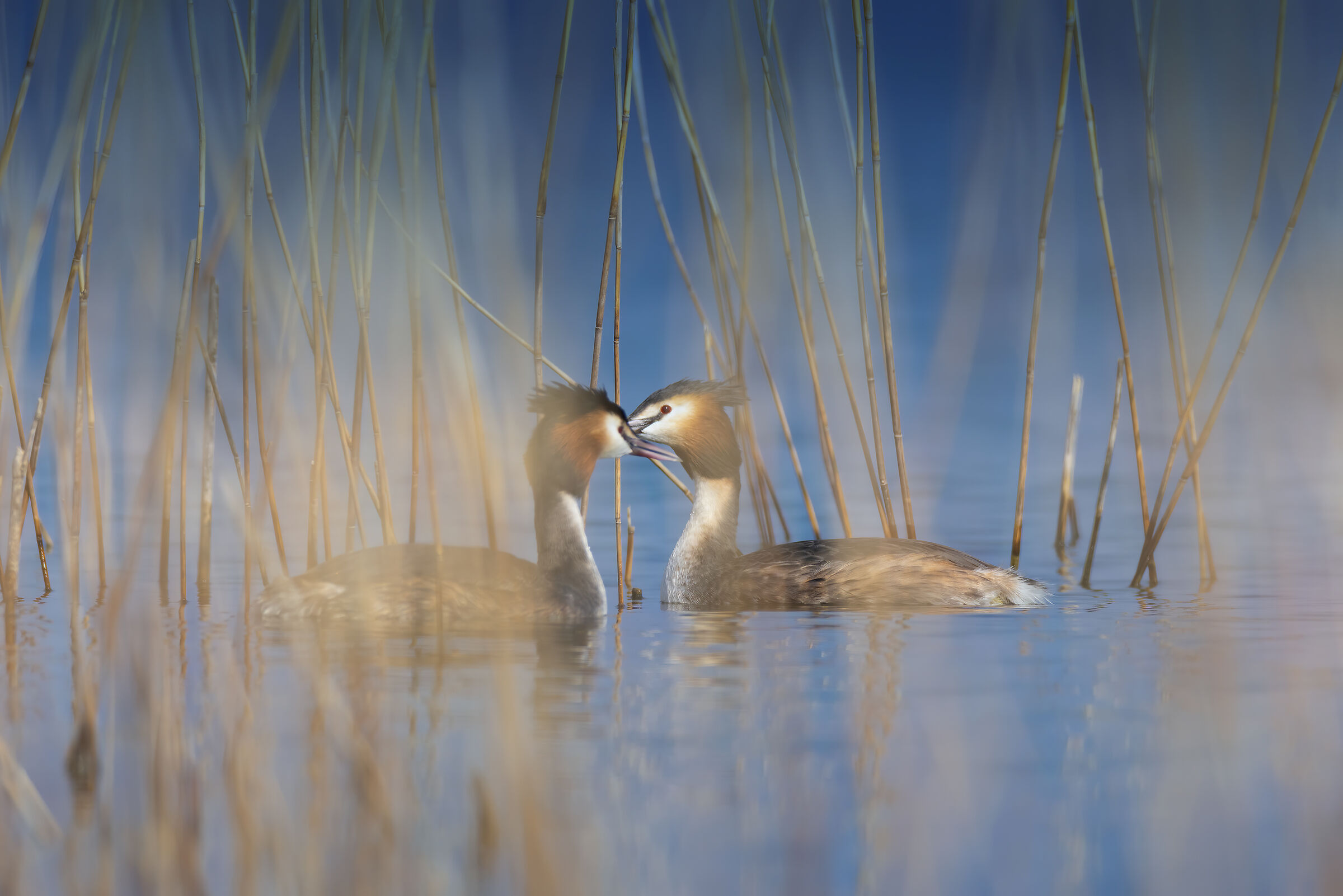 Stolen image, intimacy among the reeds ;-)...