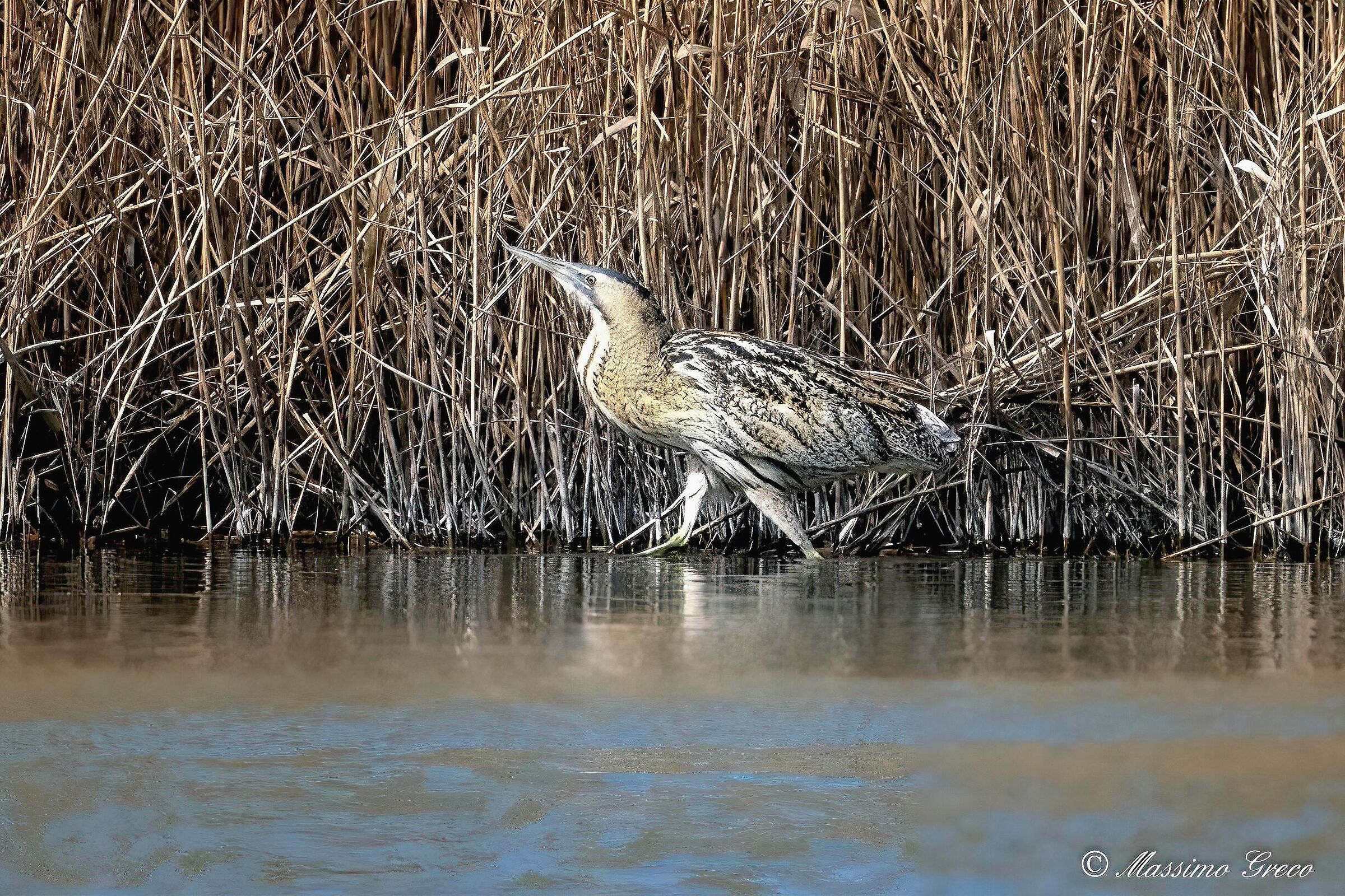 Bittern (Botaurus stellaris)...