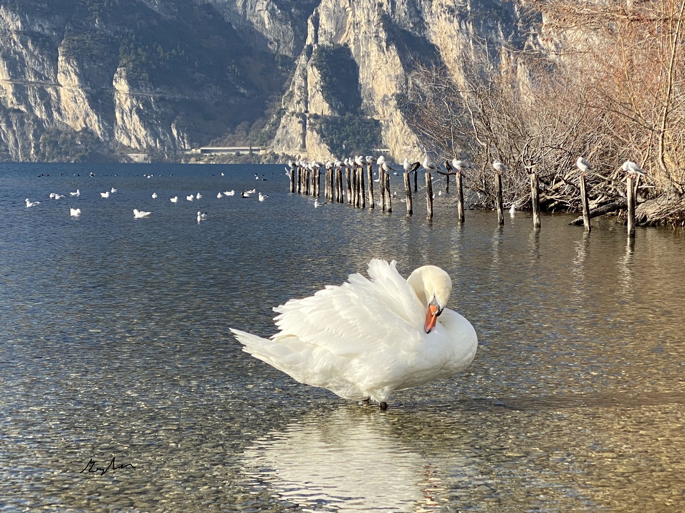 Cigno e gabbiani...
