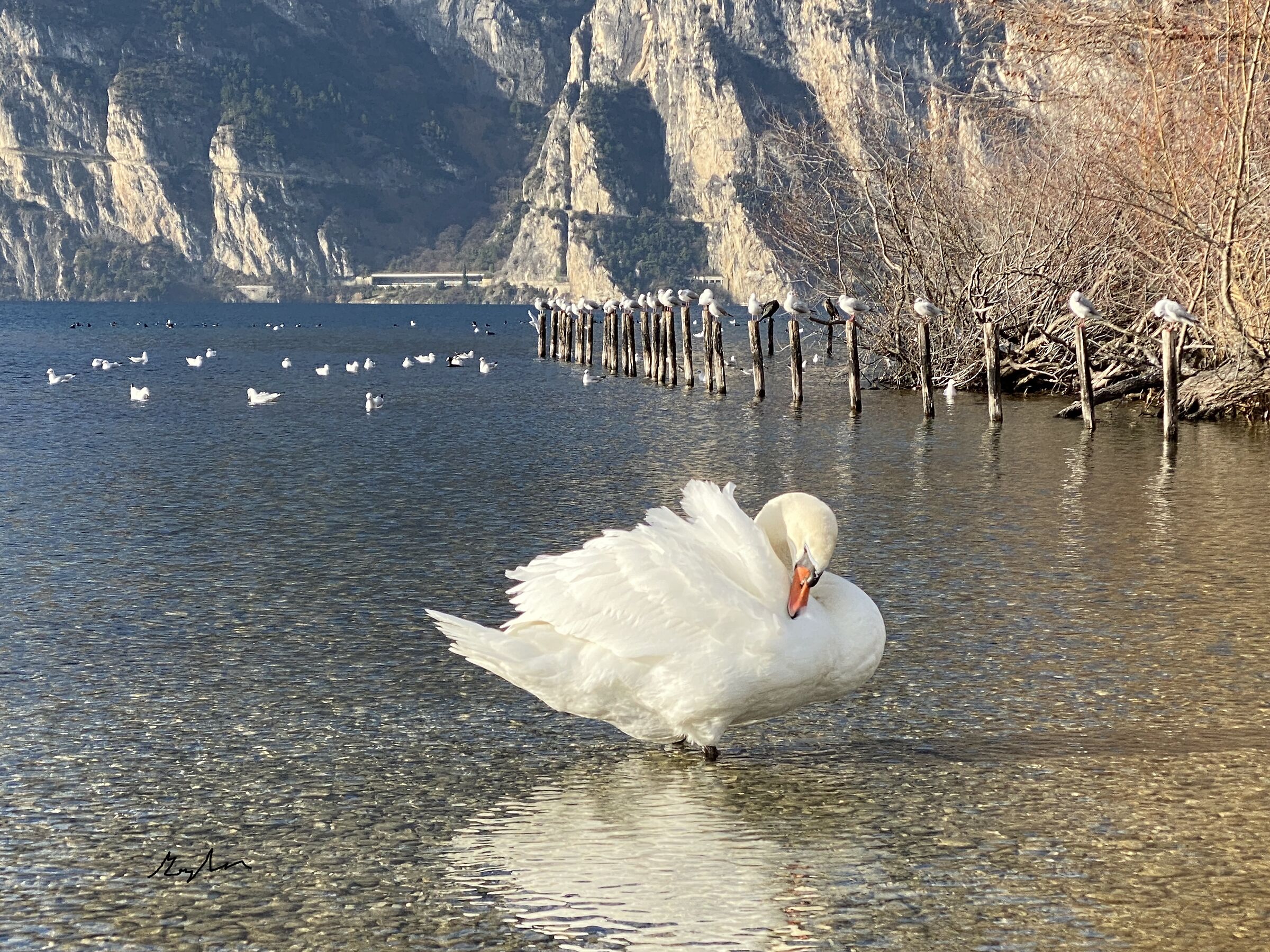 Swan and seagulls...