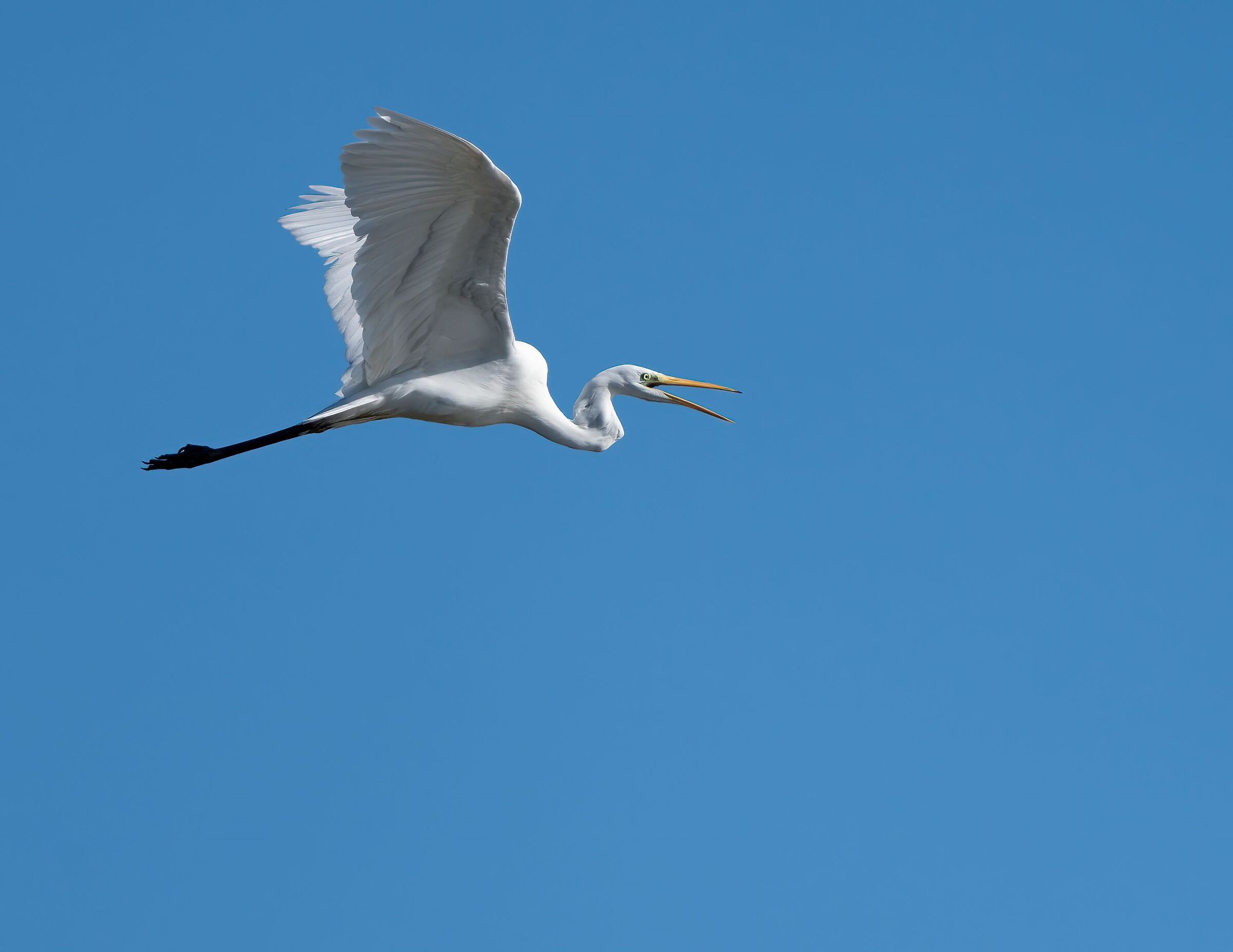 White heron...