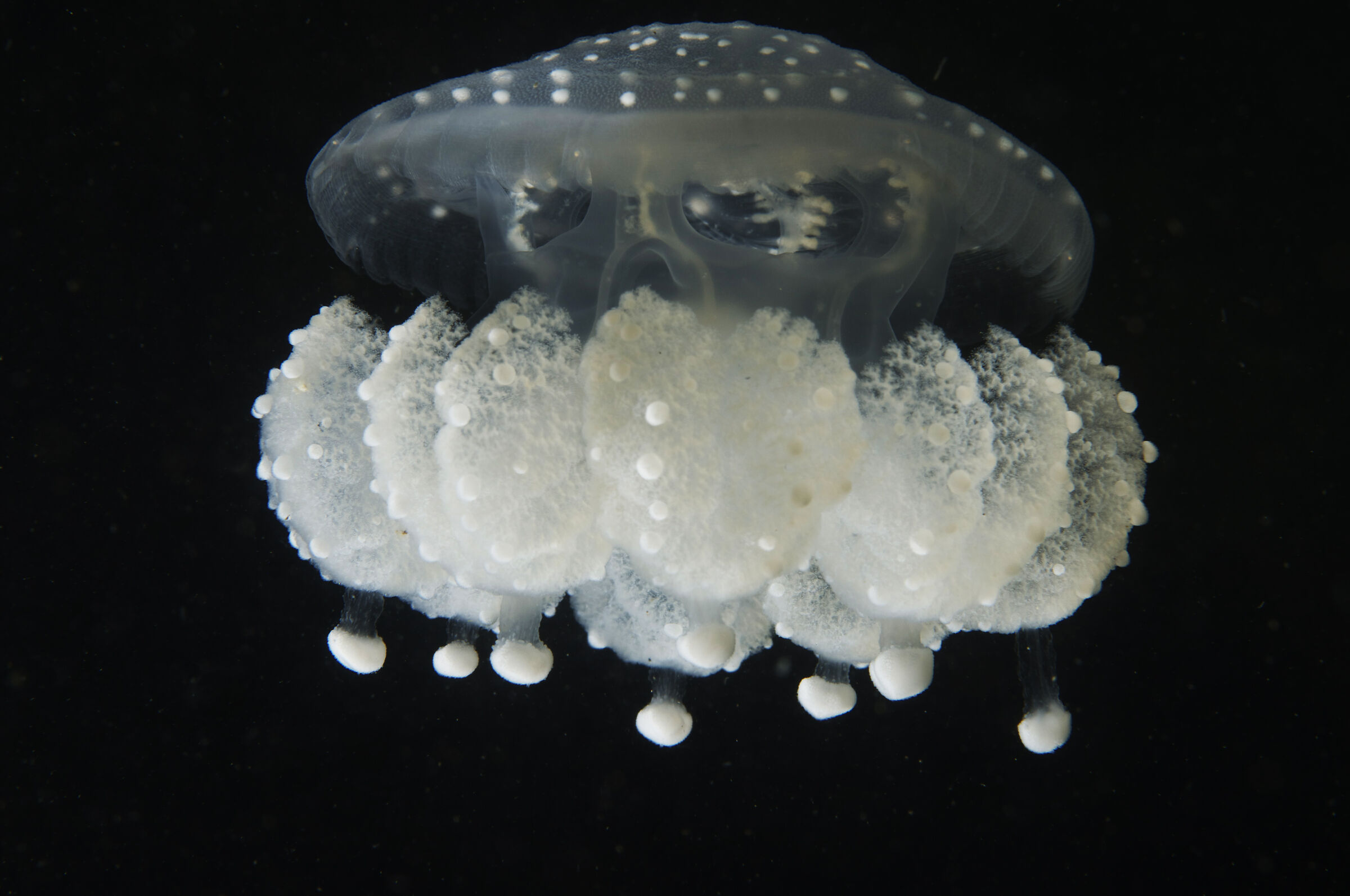 Philloriza punctata...