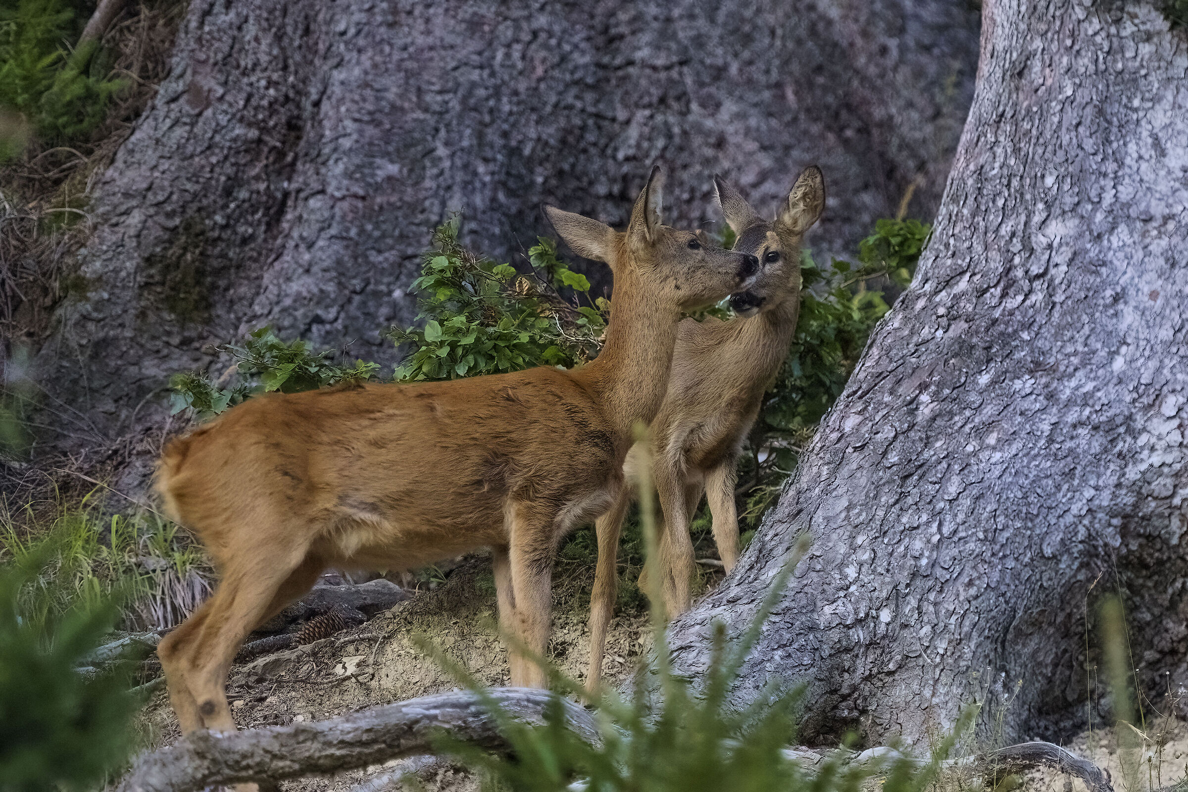 Roe deer, mother and baby...