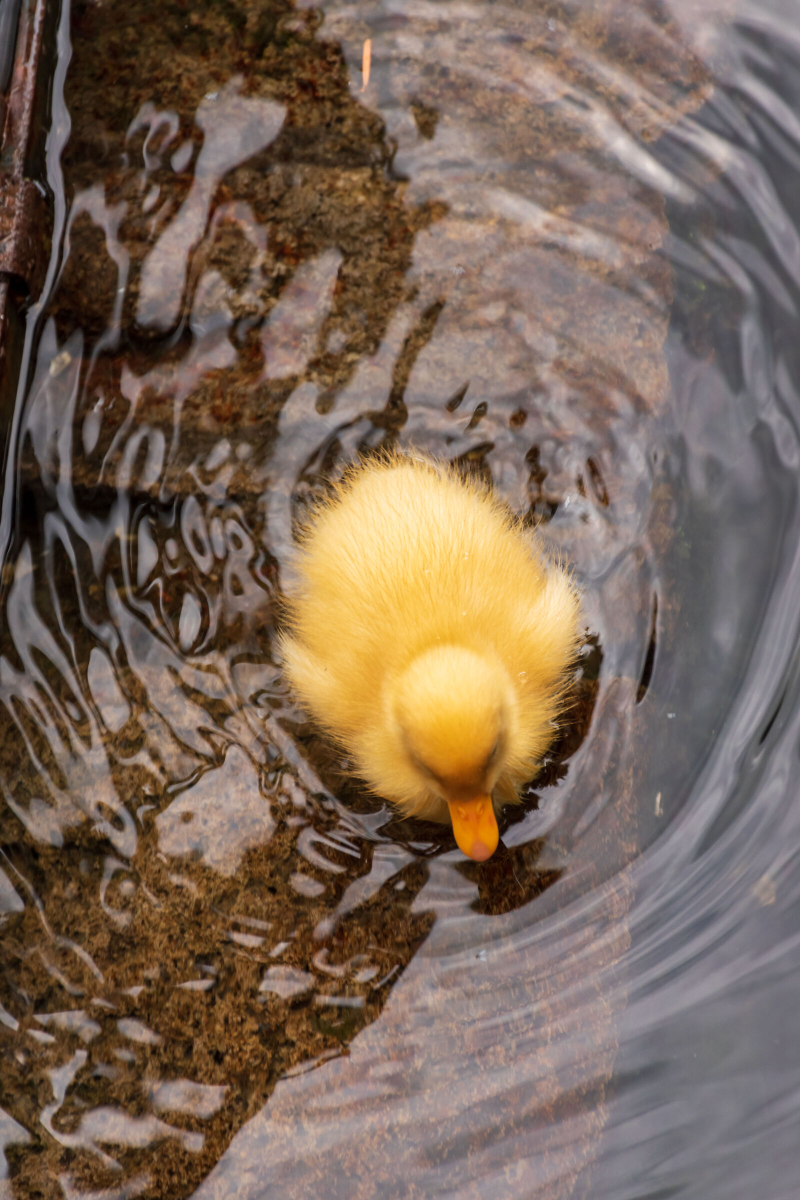 Donald Ducks #3/Ducklings #3...