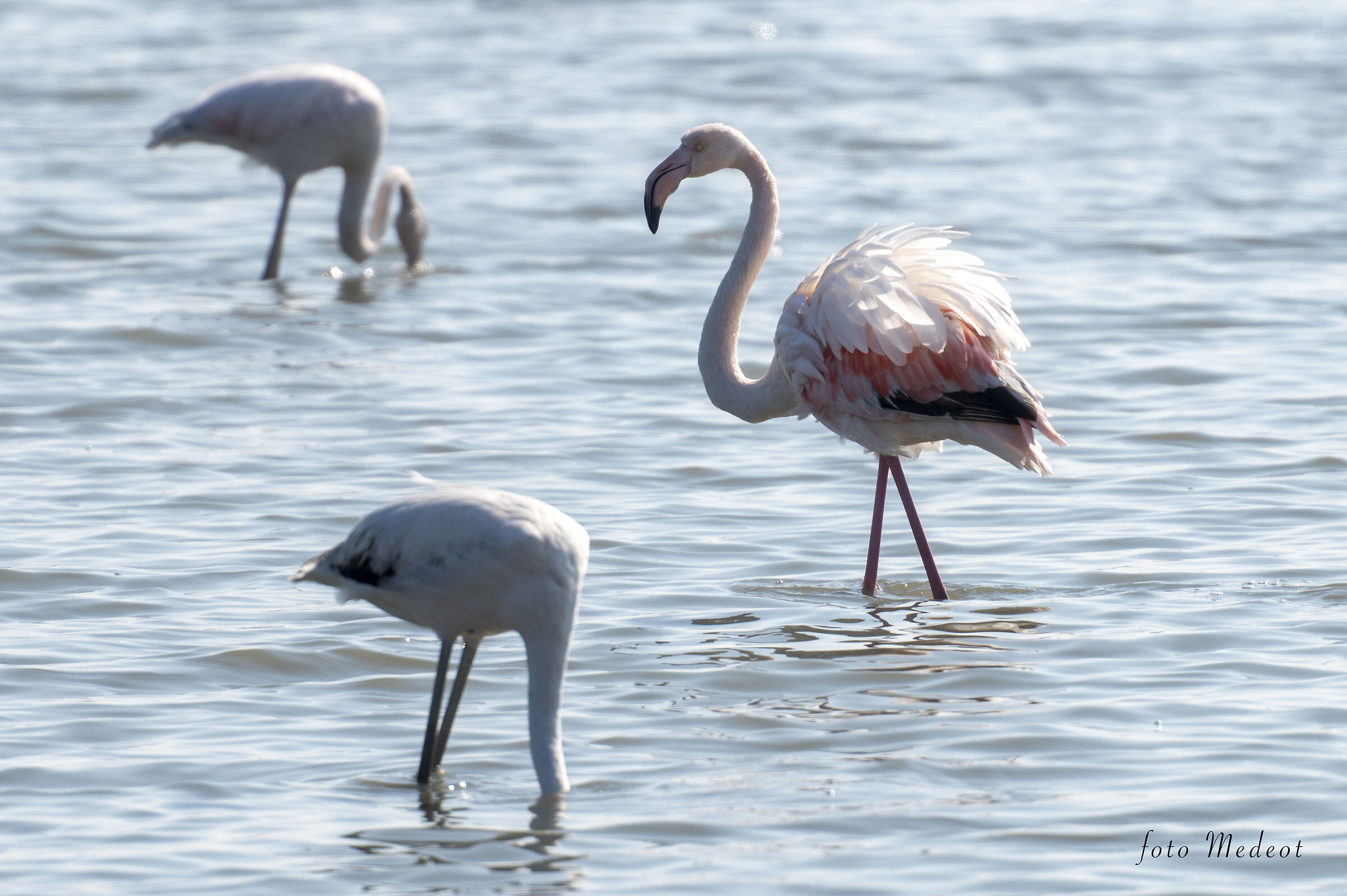 Flamingoes...