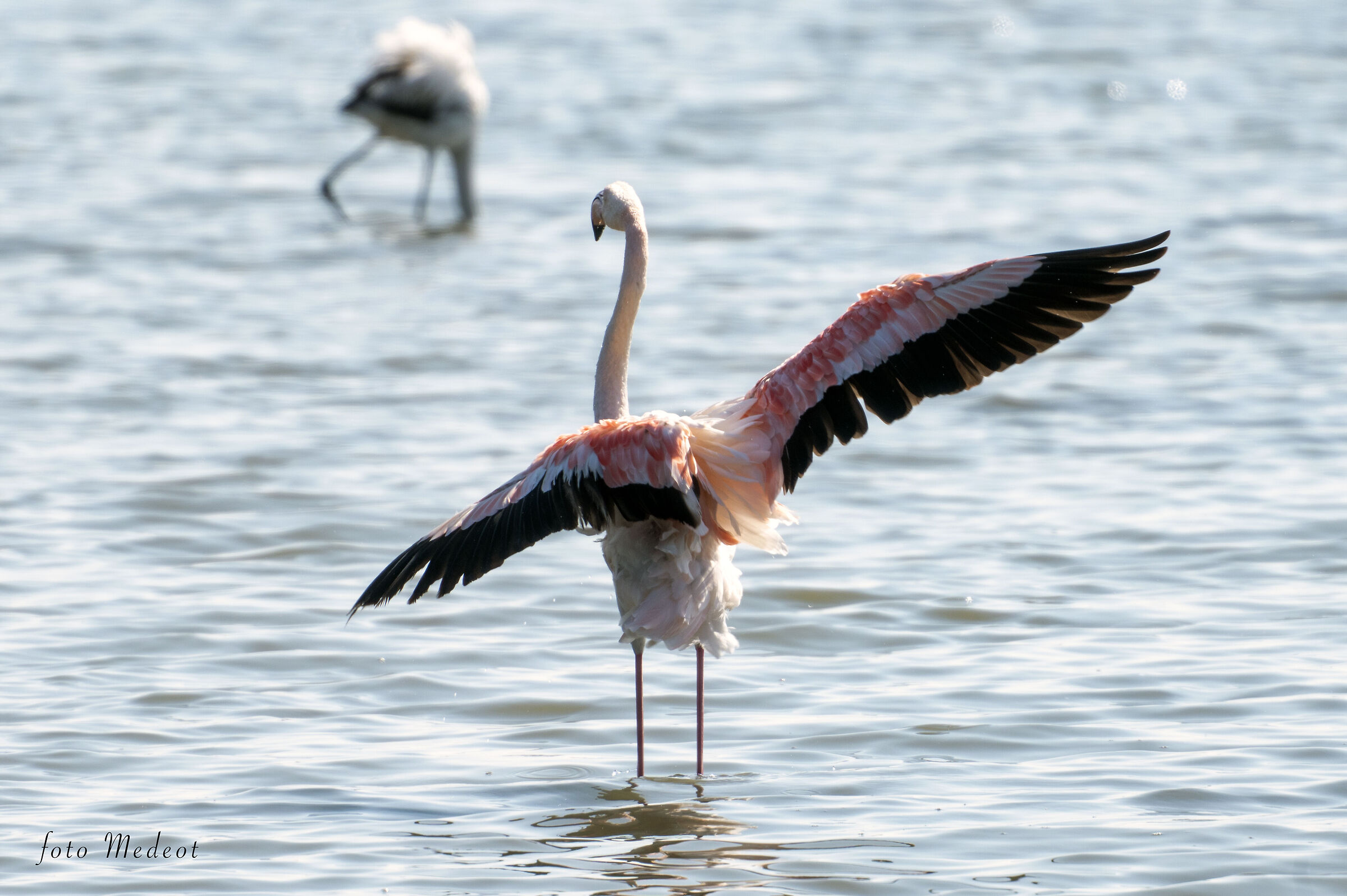 Open-wing flamingo...