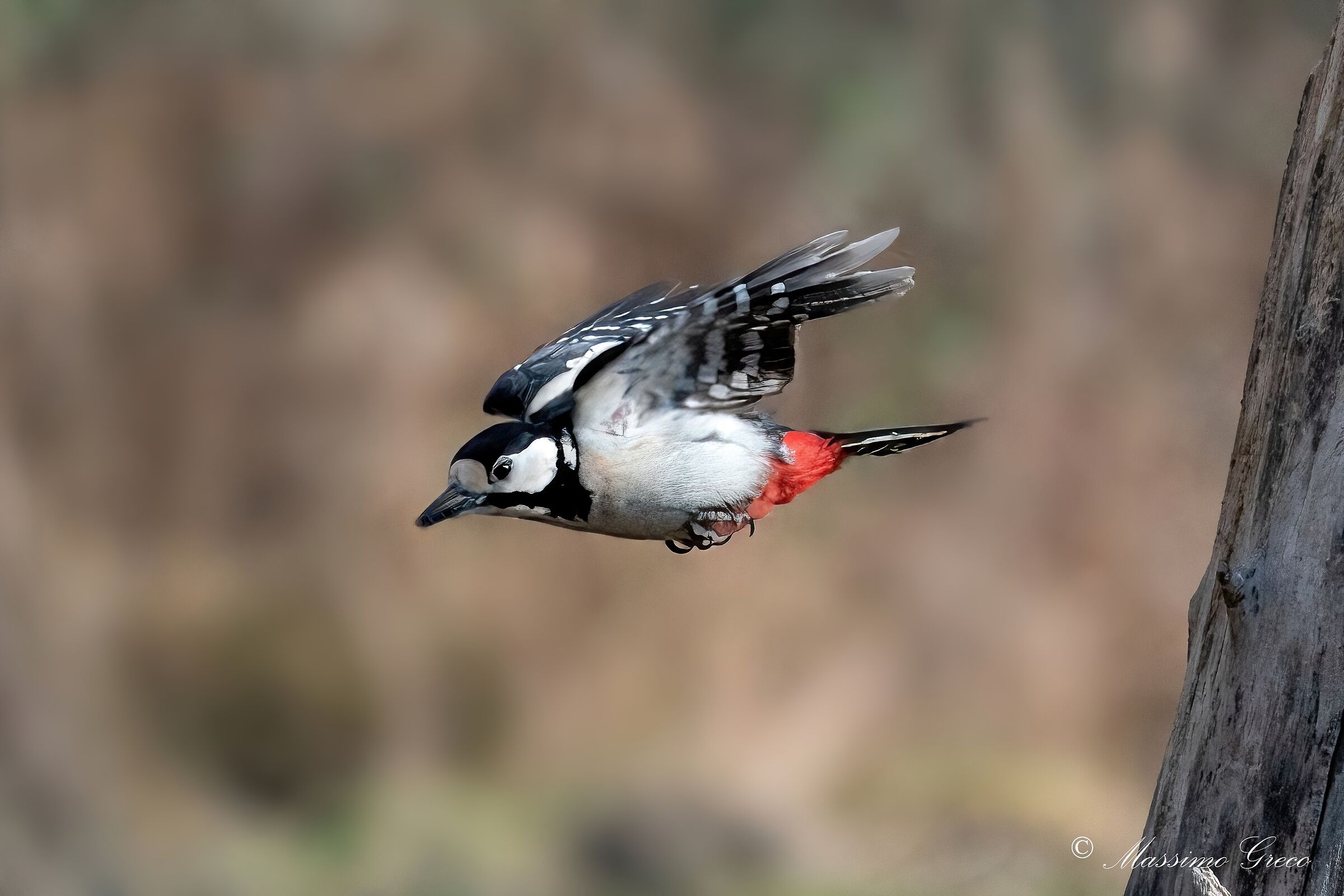 Greater red woodpecker (Dendrocopos major)...