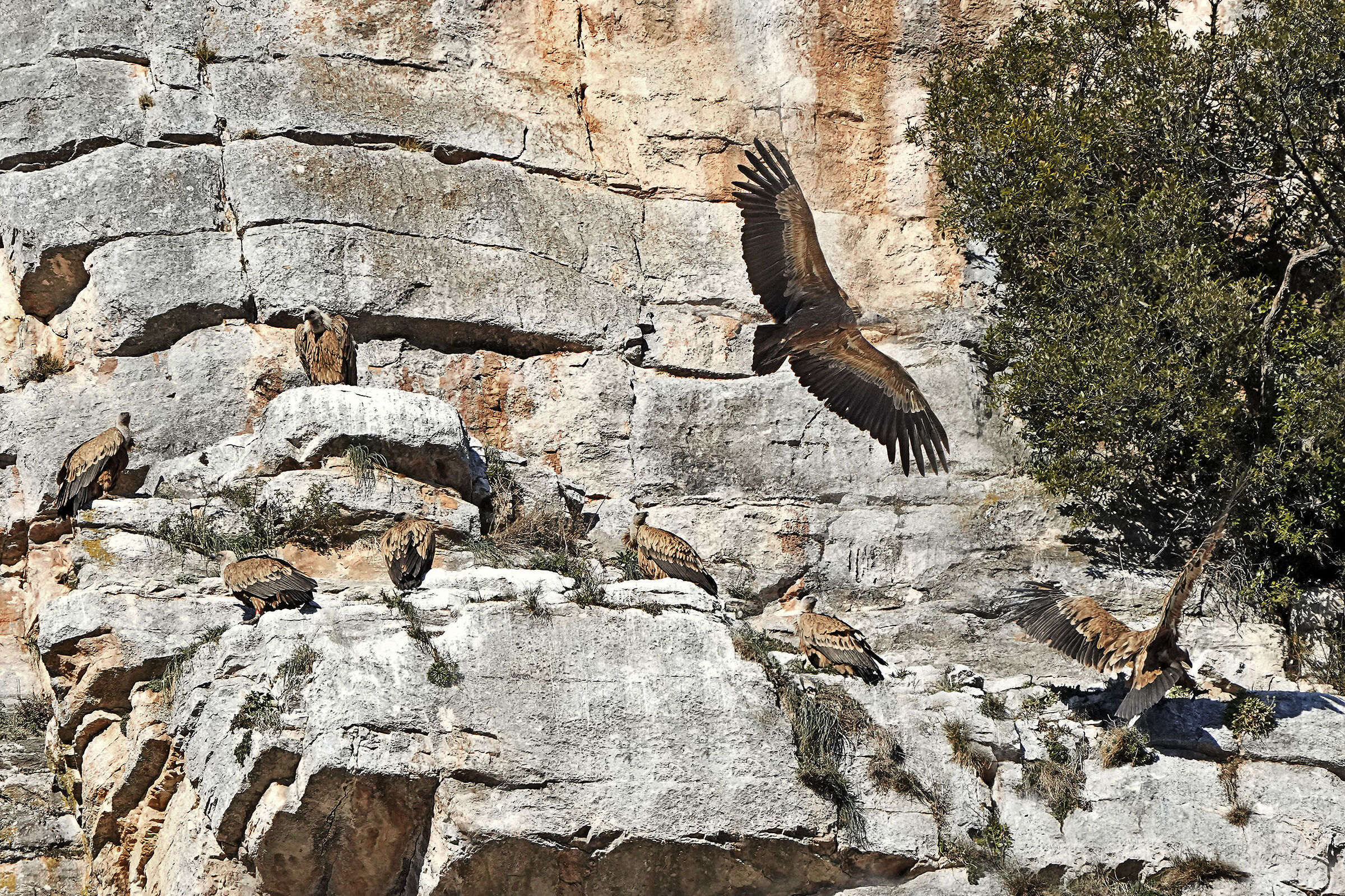 To'... another one arrives! - Griffon vulture colony ...