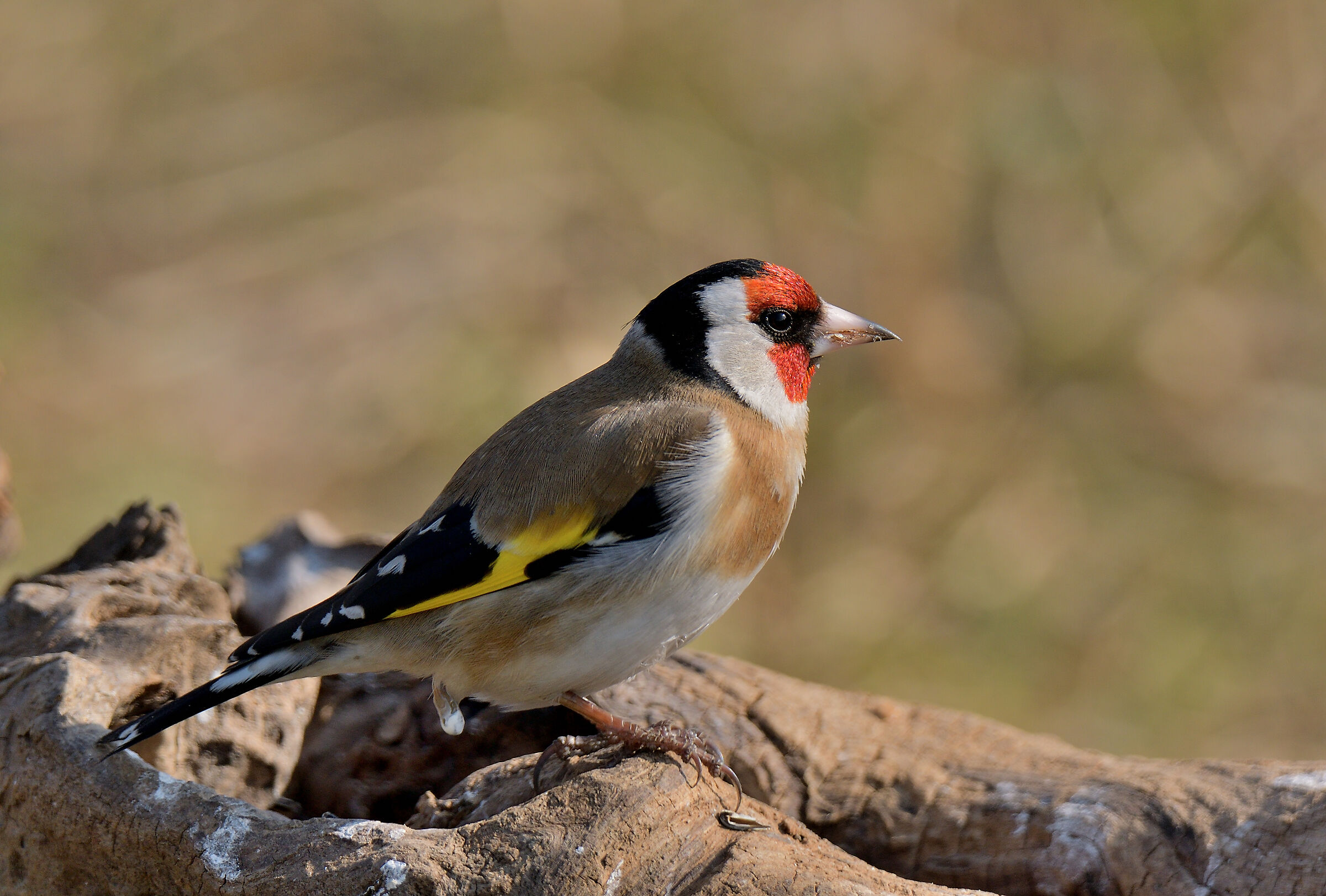 the beautiful colors of the goldfinch...