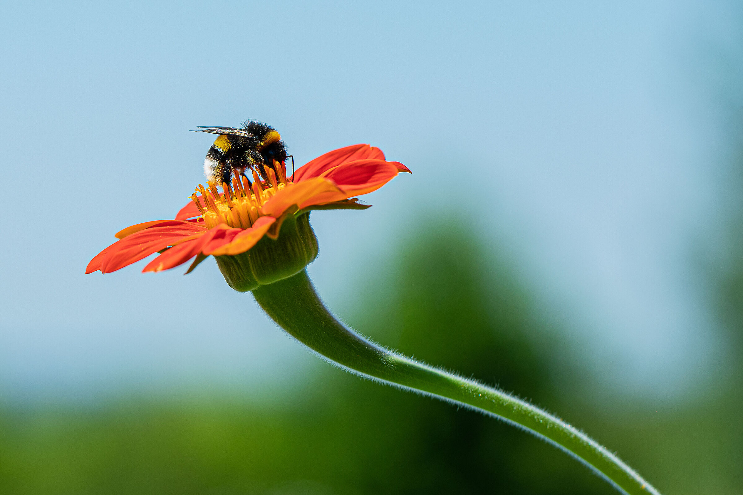 Bee on Orange flower...