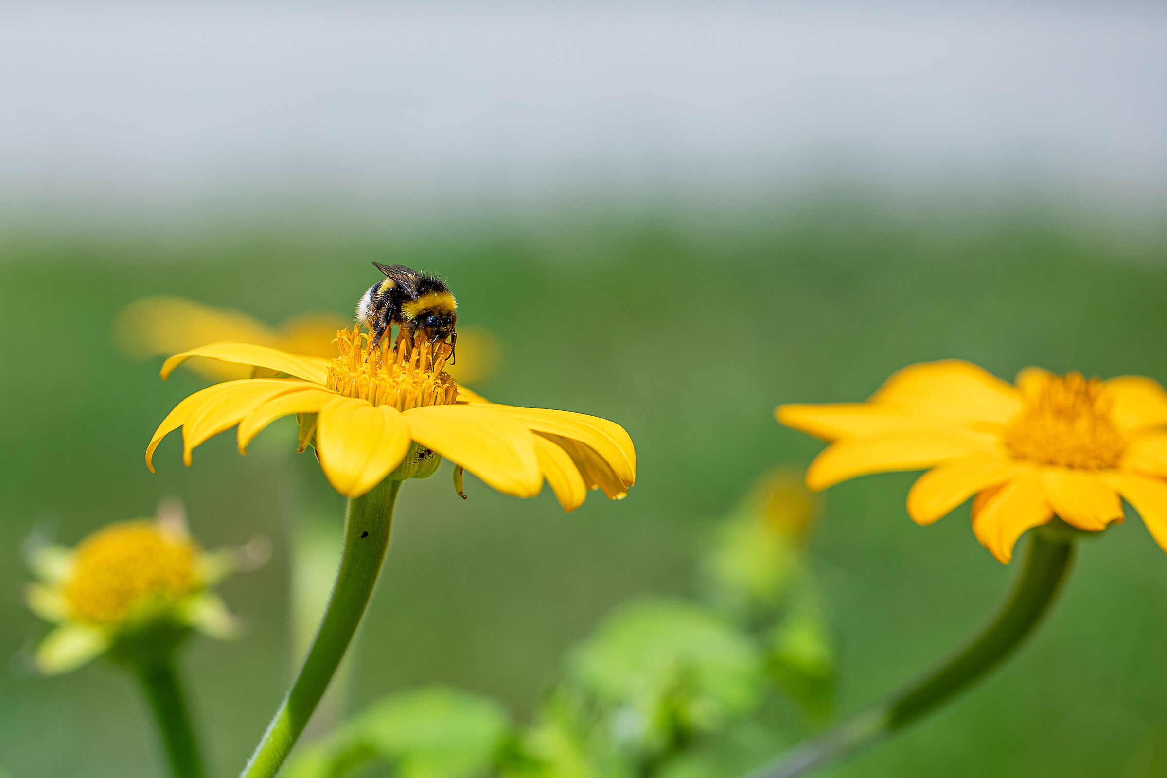 Bee on yellow flower...