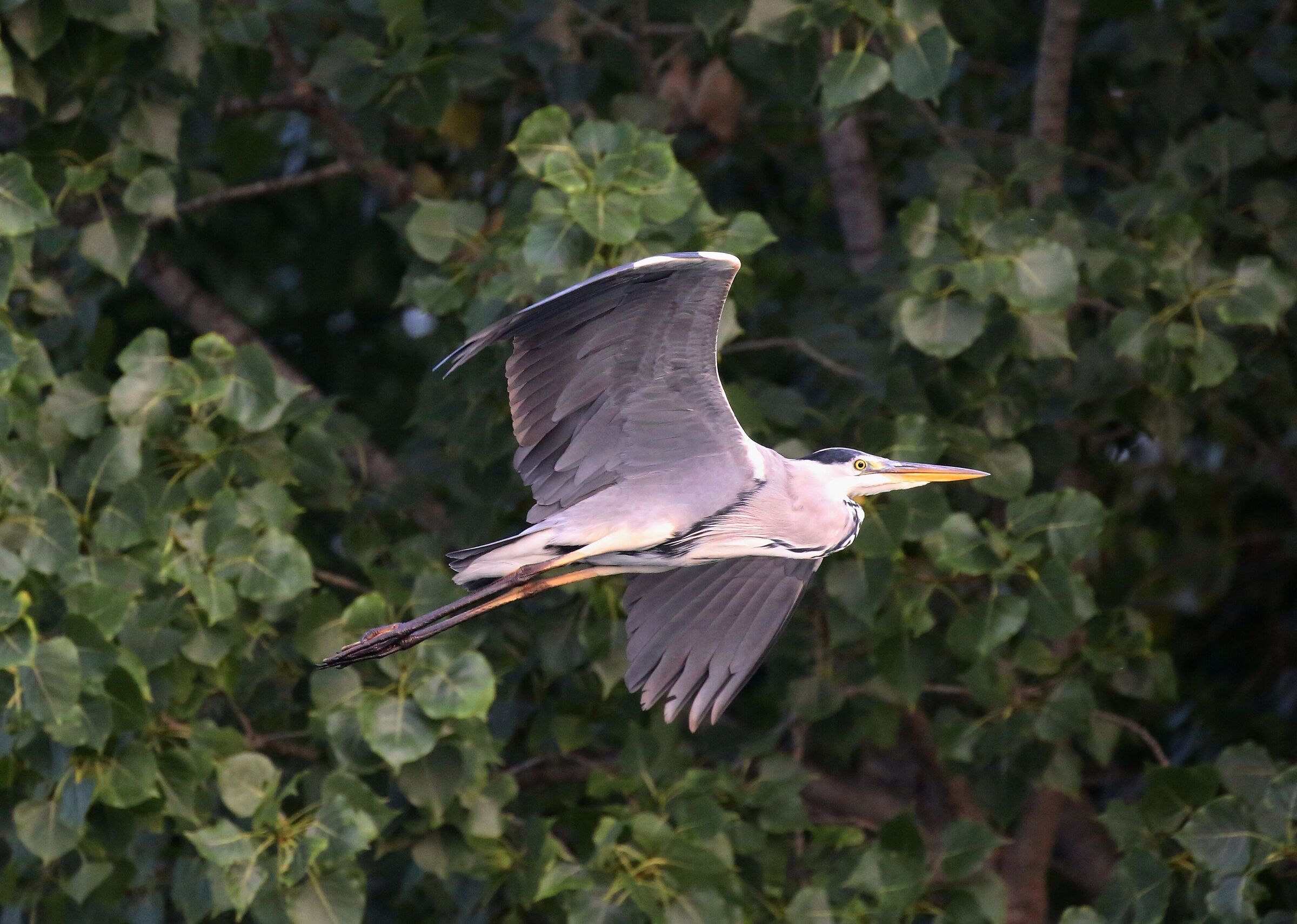 heron flying on the fly!!...
