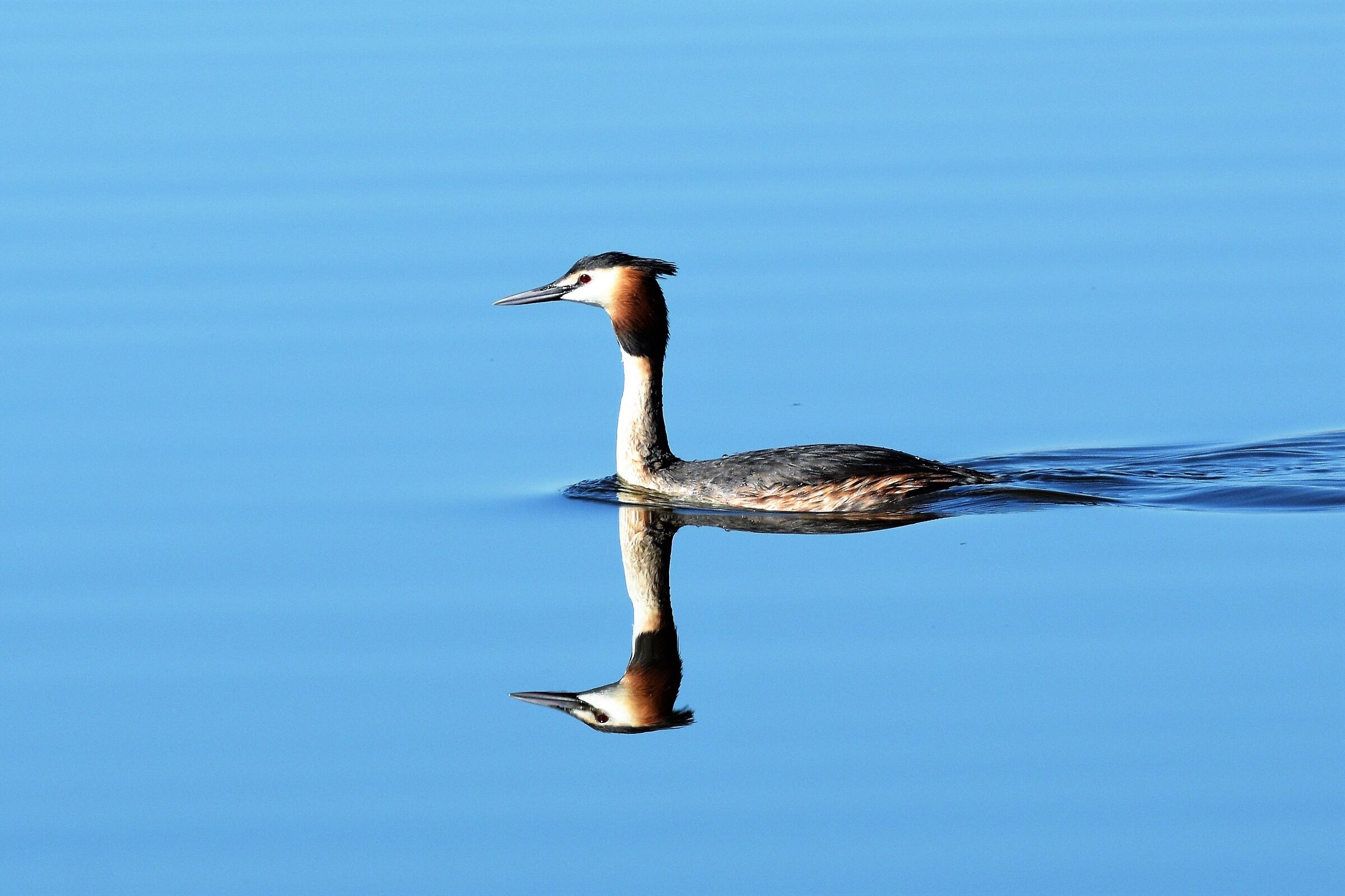 great crested grebe ...