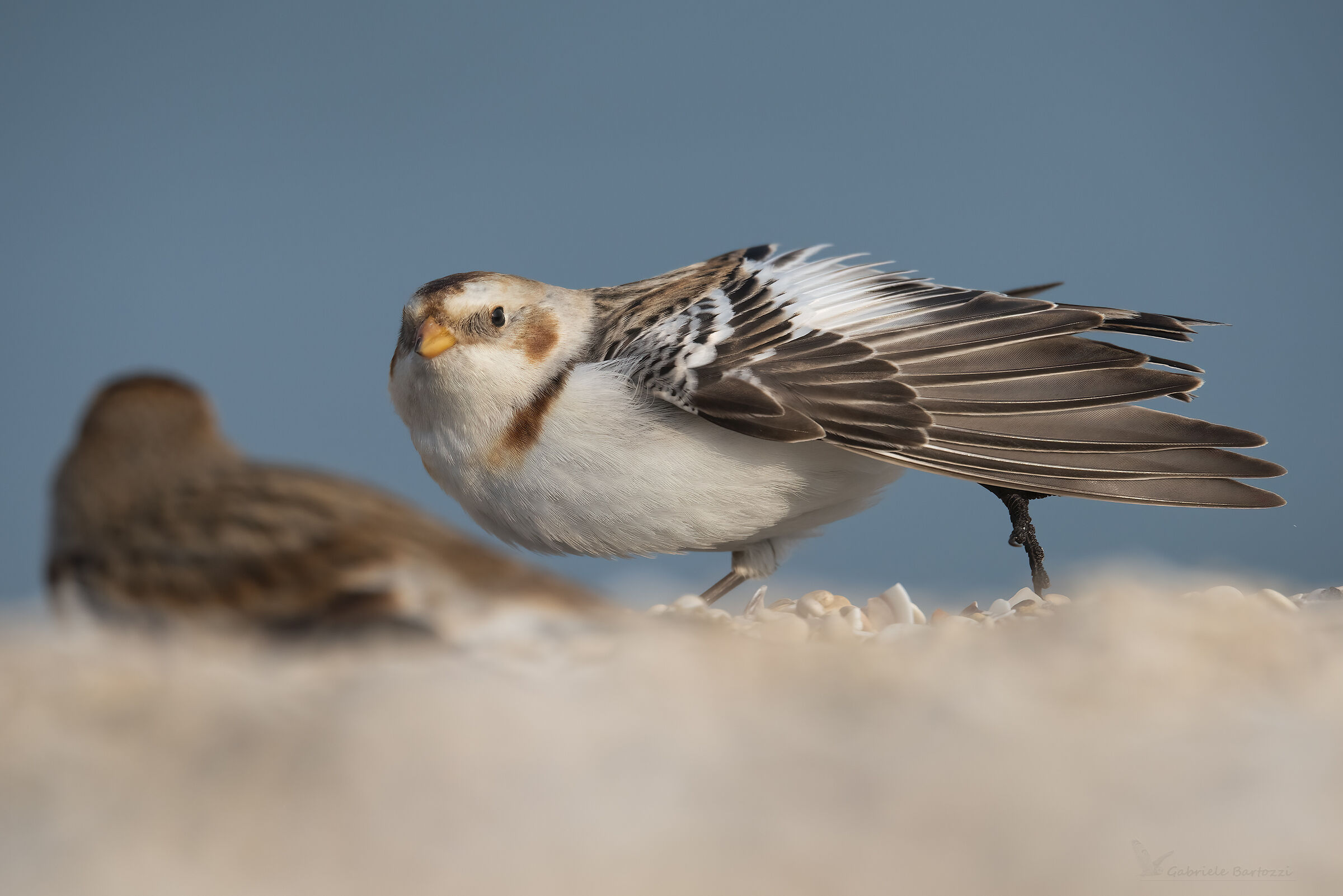 What do you say I'm beautiful? ... snow bunting ...
