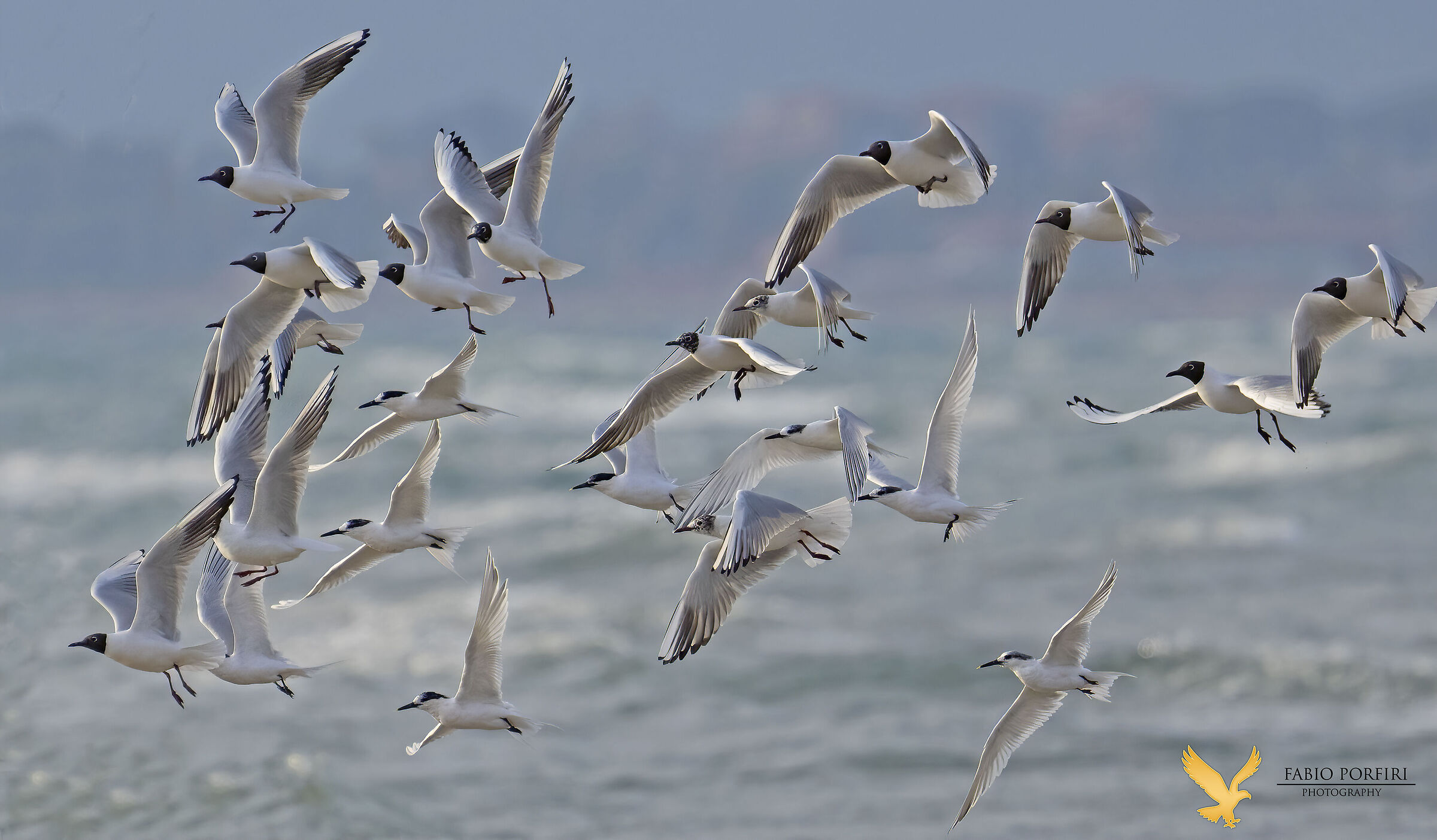 migration -fishcatchers - gulls ...