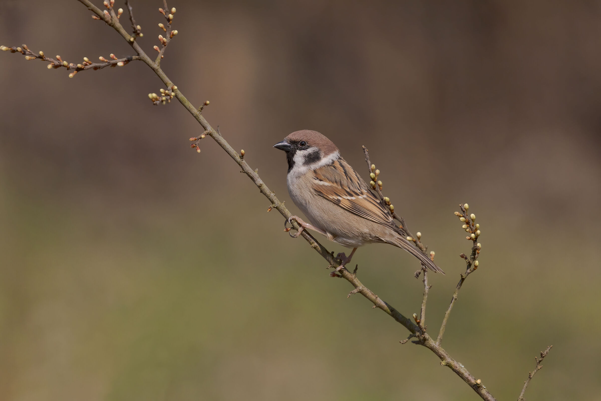 Tree sparrow...