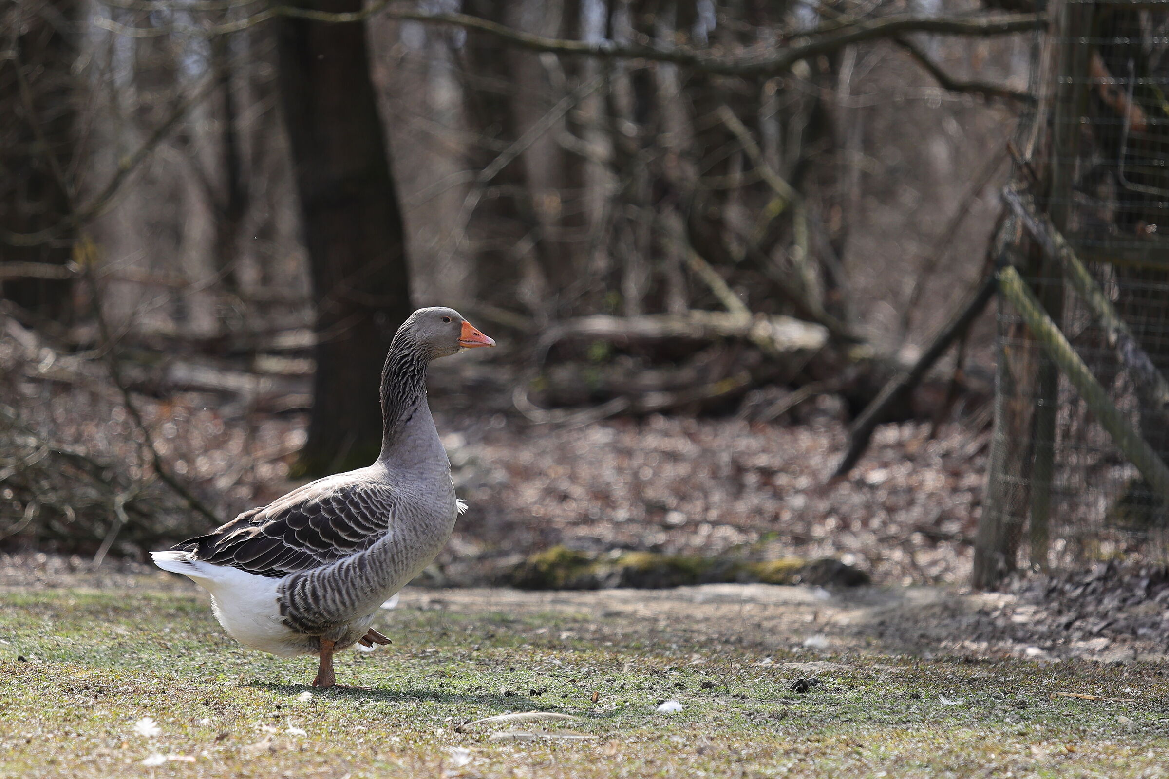 "the goose step"...
