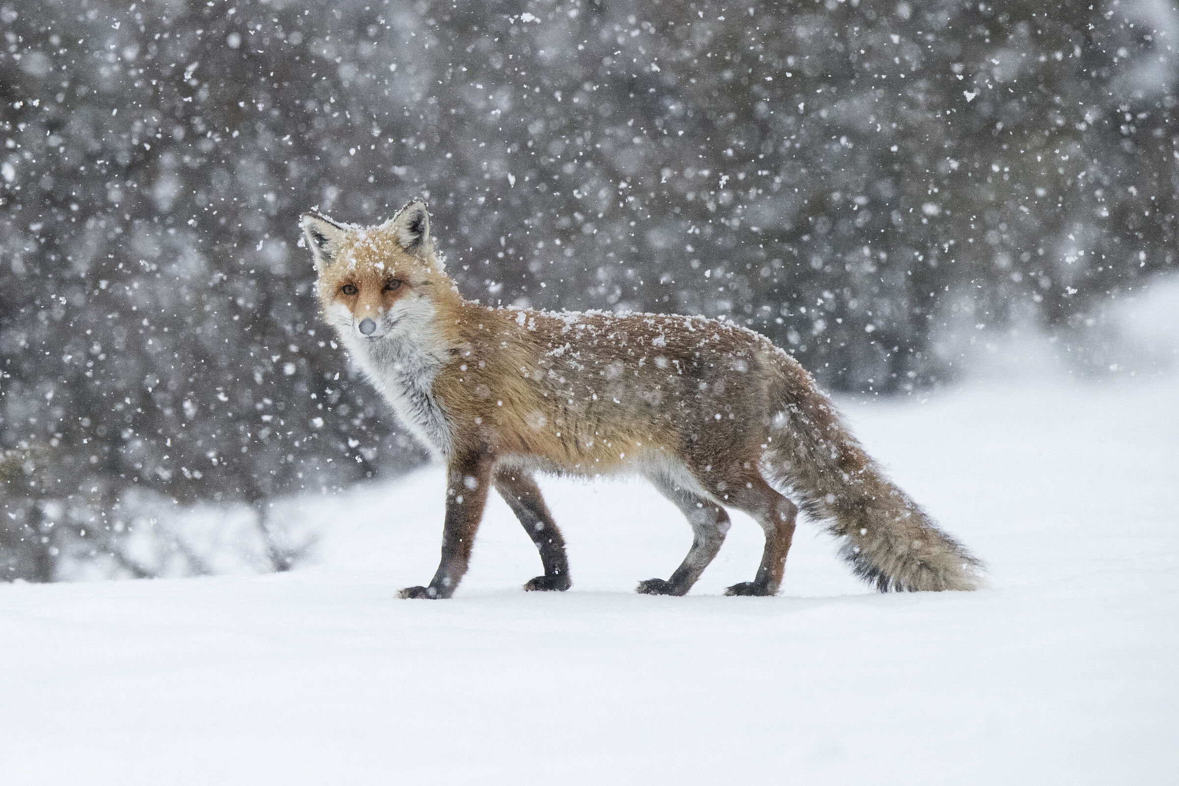 Fox under the snow...