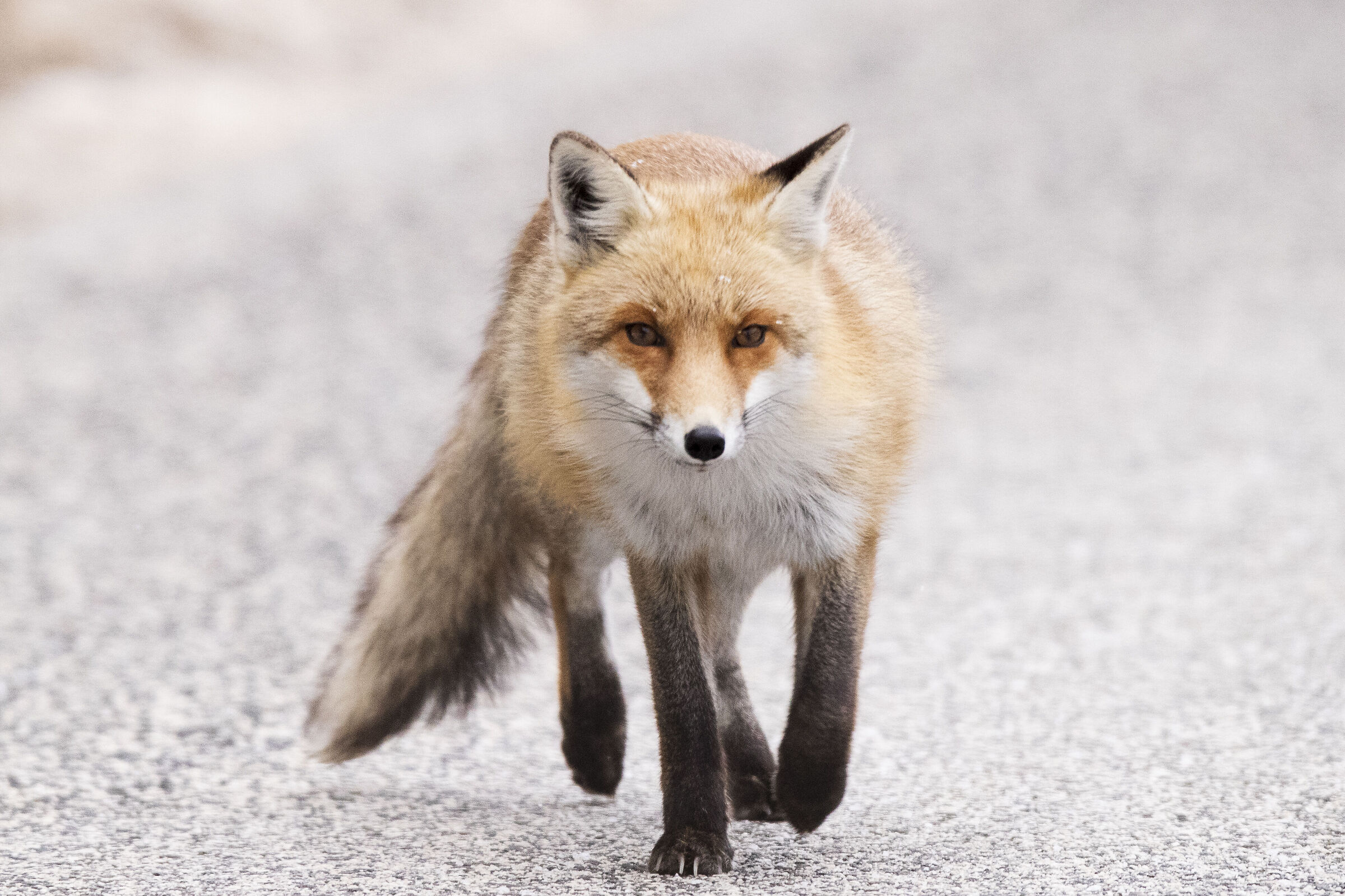 Fox walking...