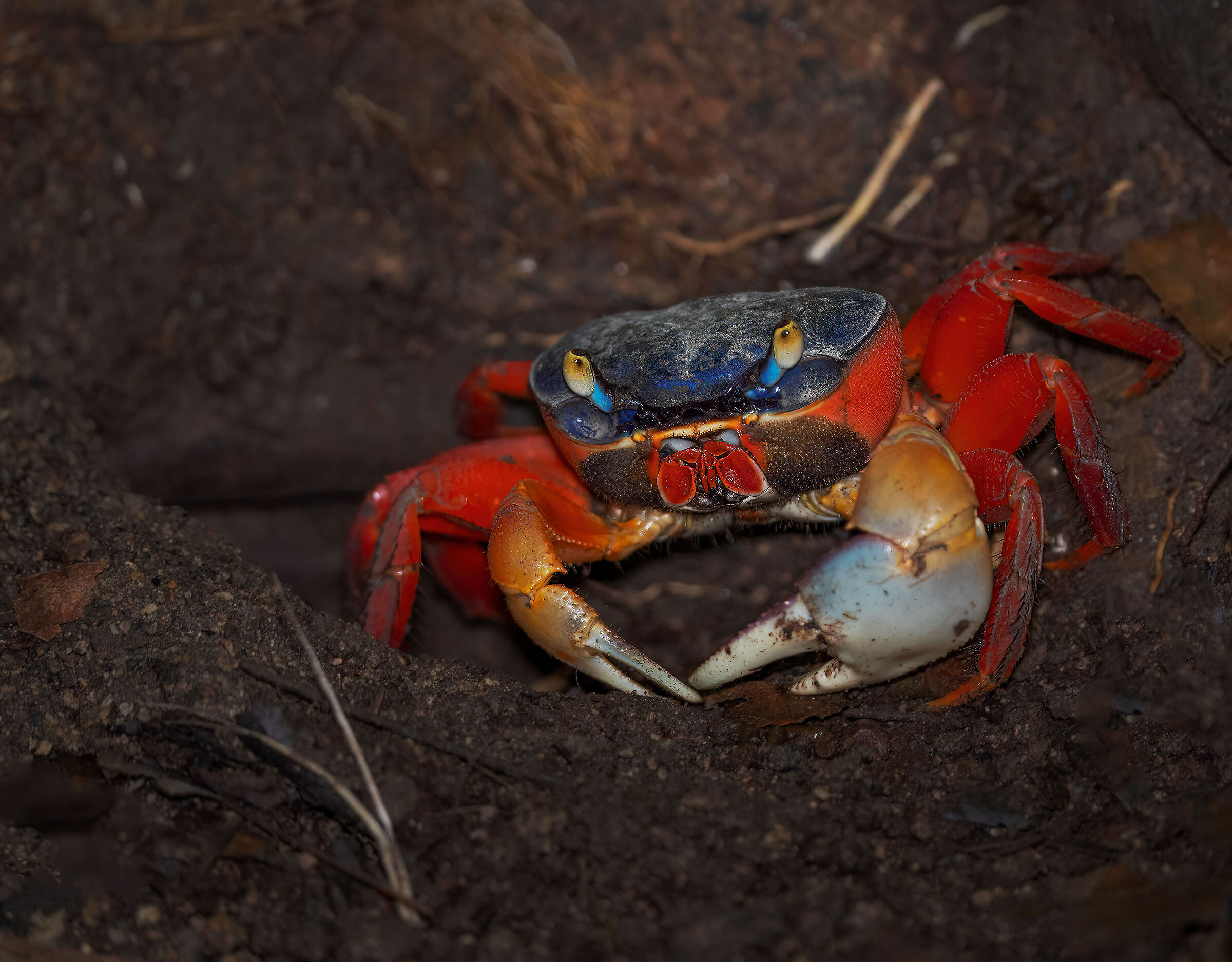 Land crab...