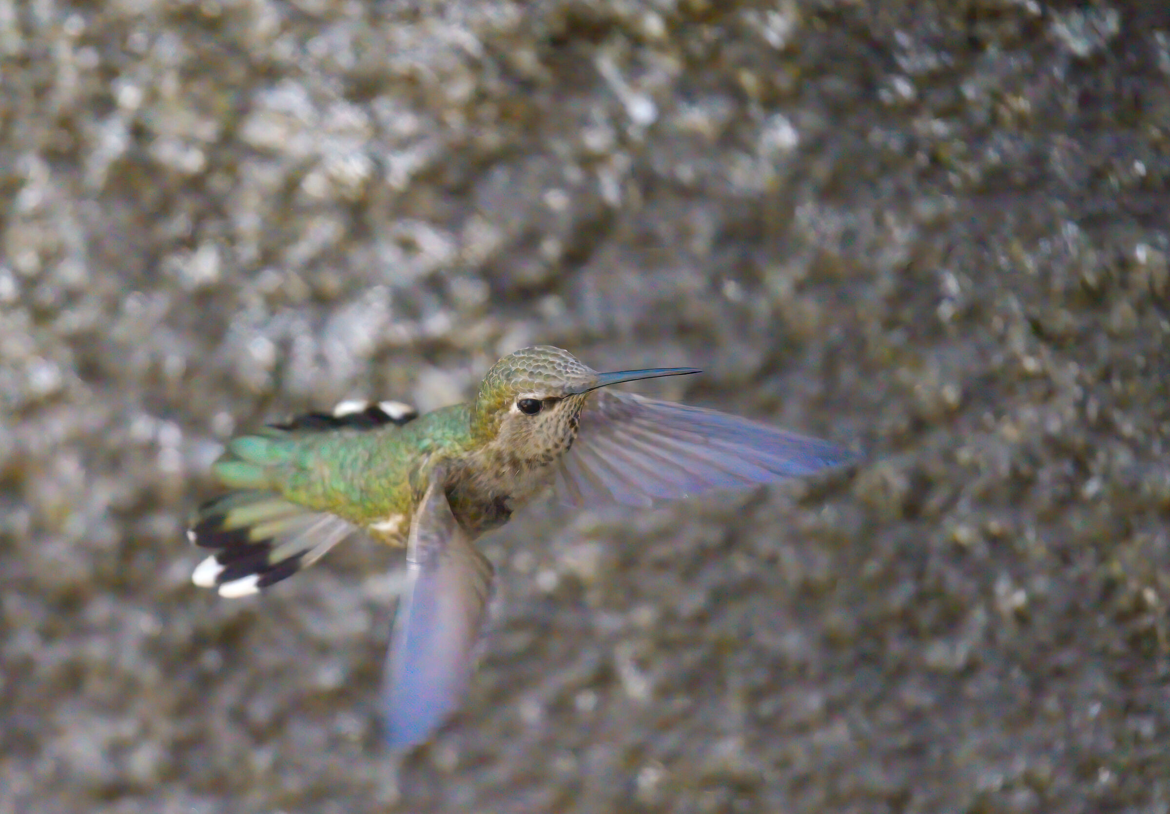 Flying Hummingbird...