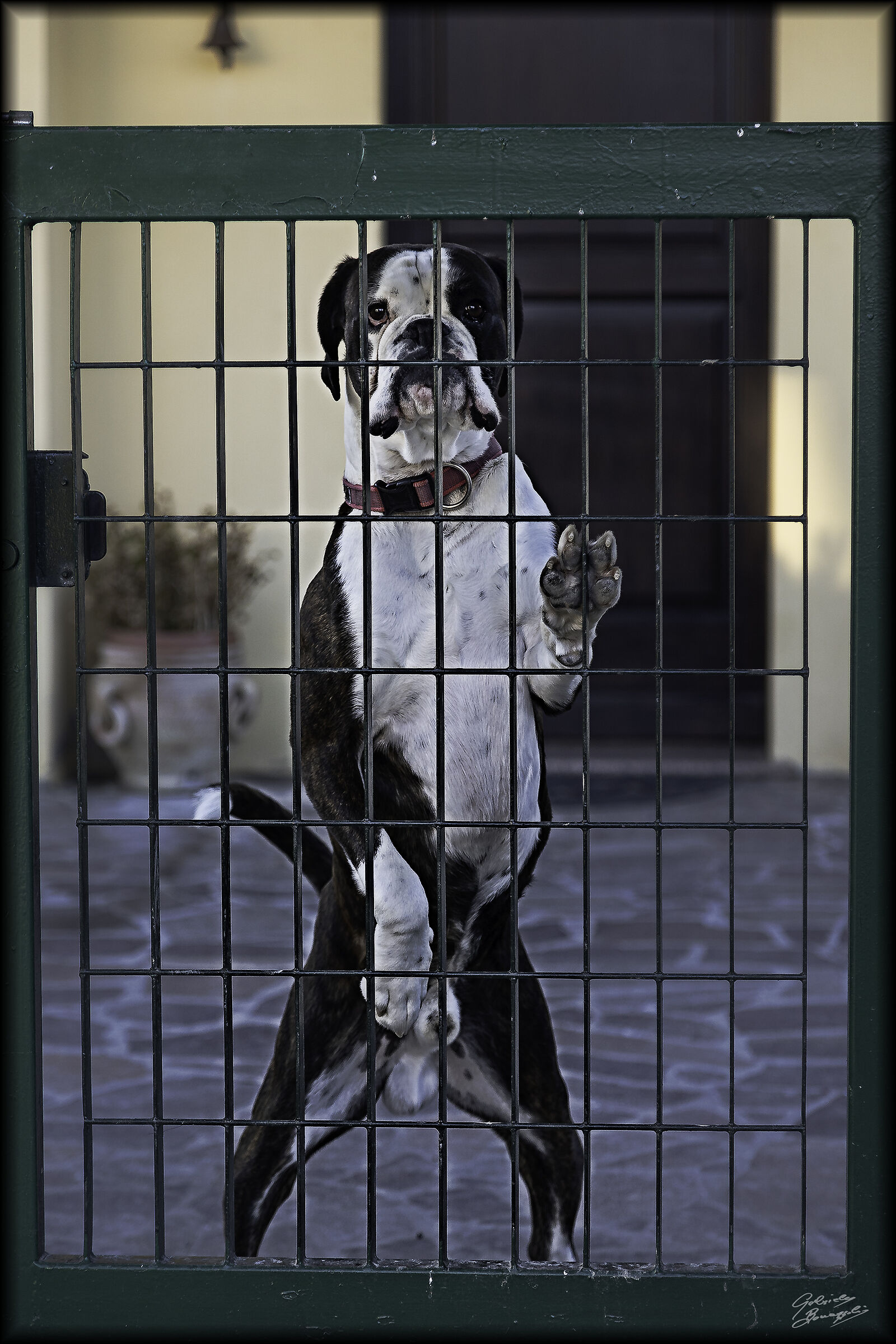 Angry dog...