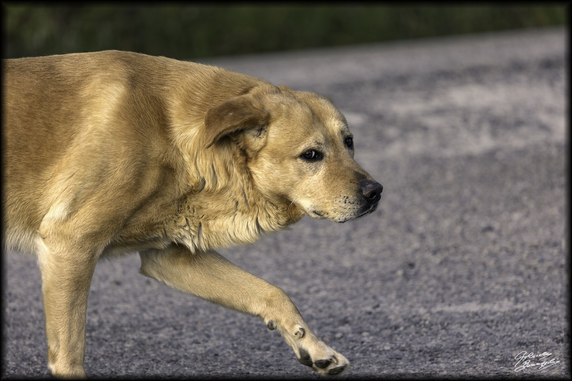 Frightened dog...