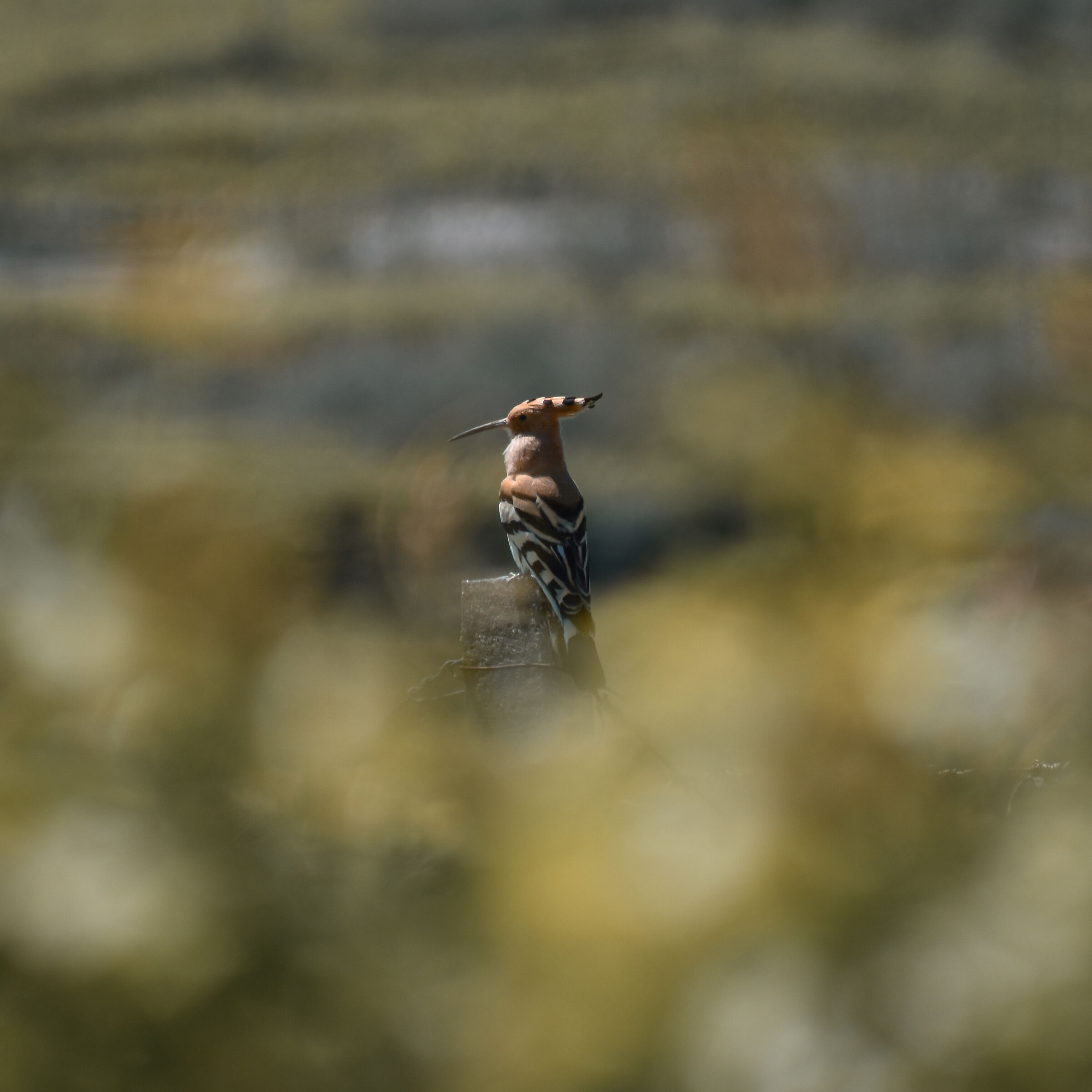 In the vineyards...