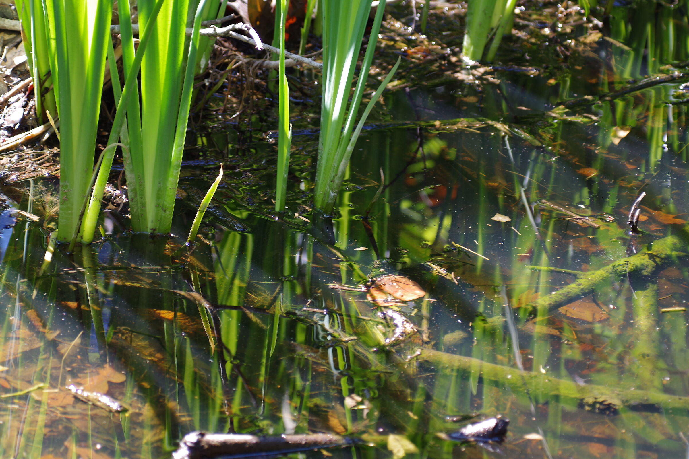 swamp...